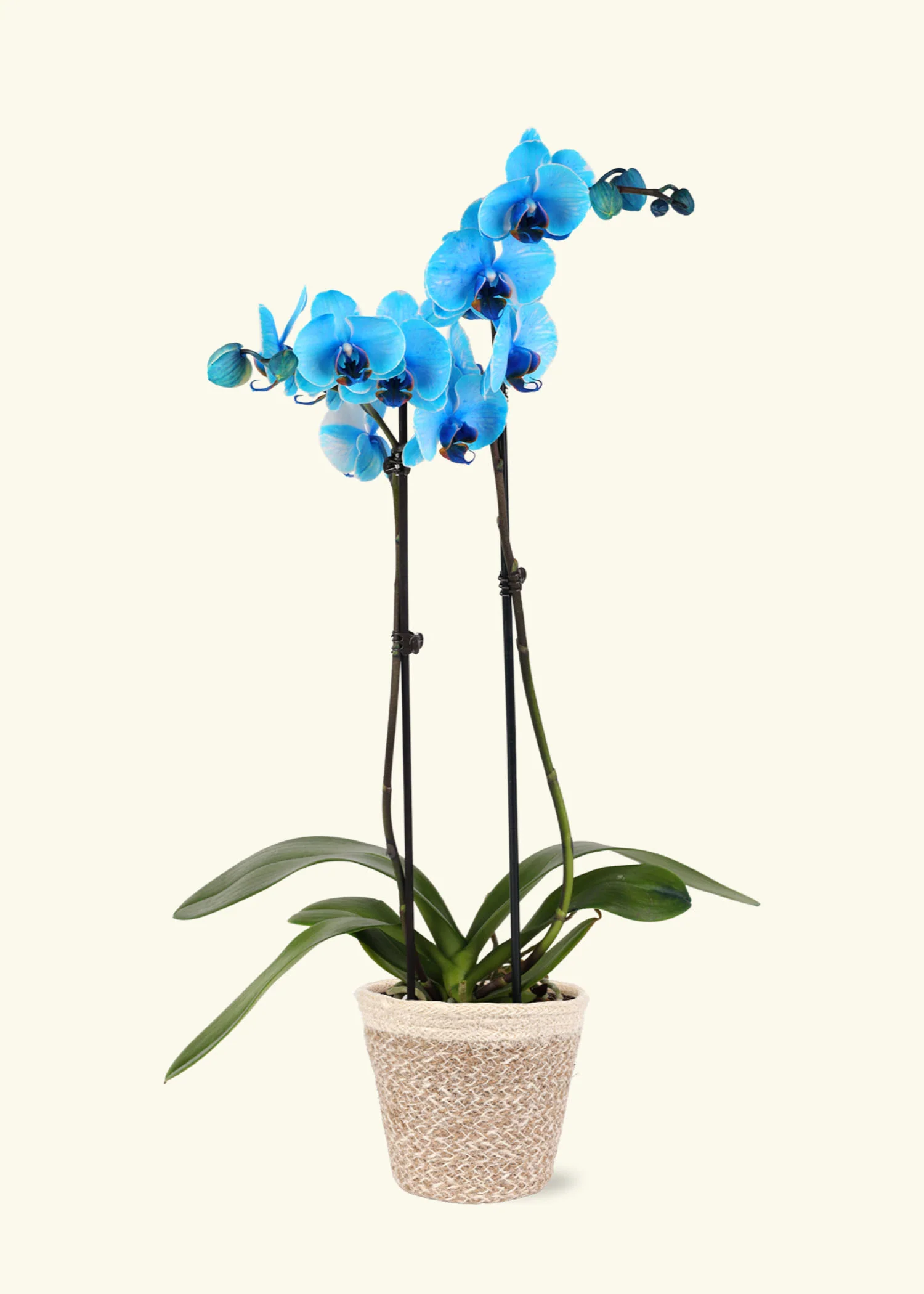 Blue Watercolor Orchid - Image 5
