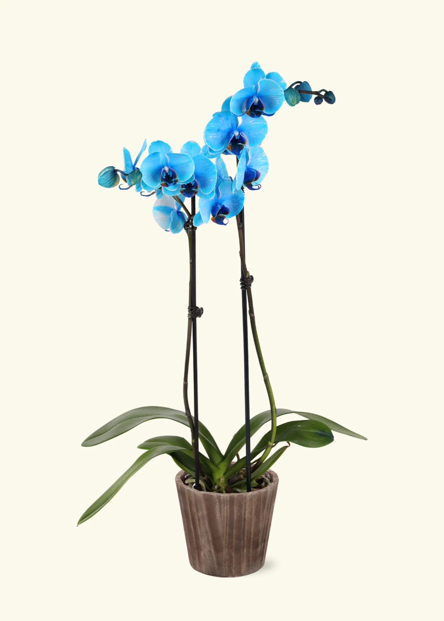 Blue Watercolor Orchid - Image 6