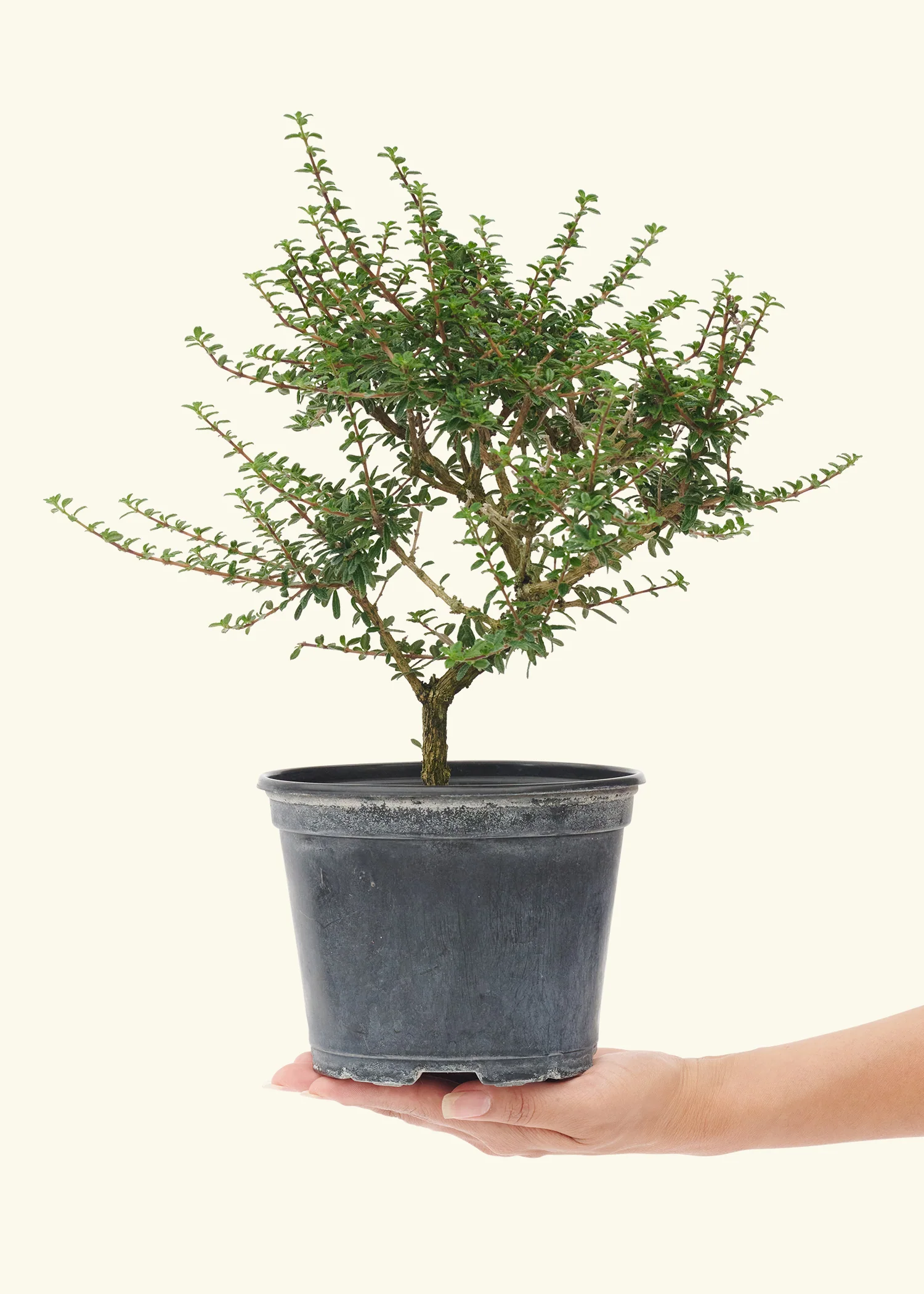 Bahama Berry, Small - Image 4