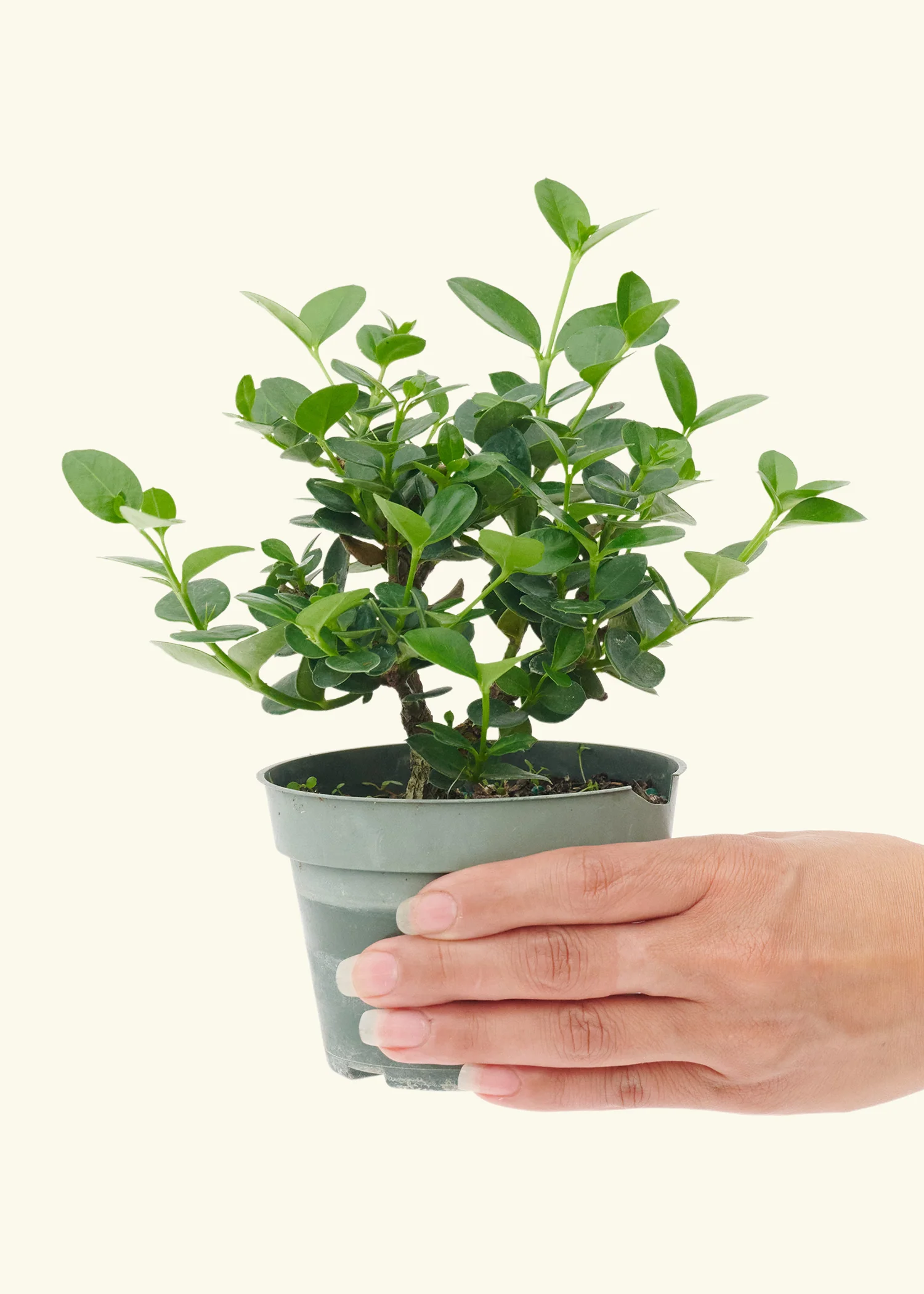 Dwarf Natal Plum, Small - Image 2
