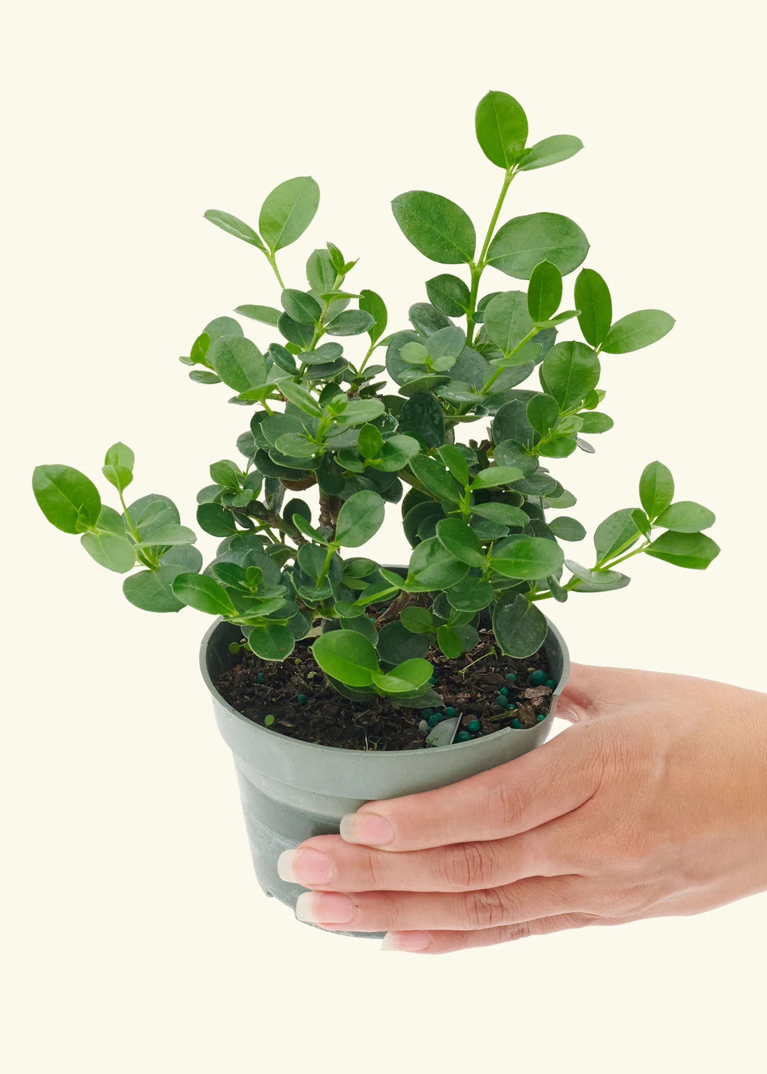 Dwarf Natal Plum, Small - Image 3