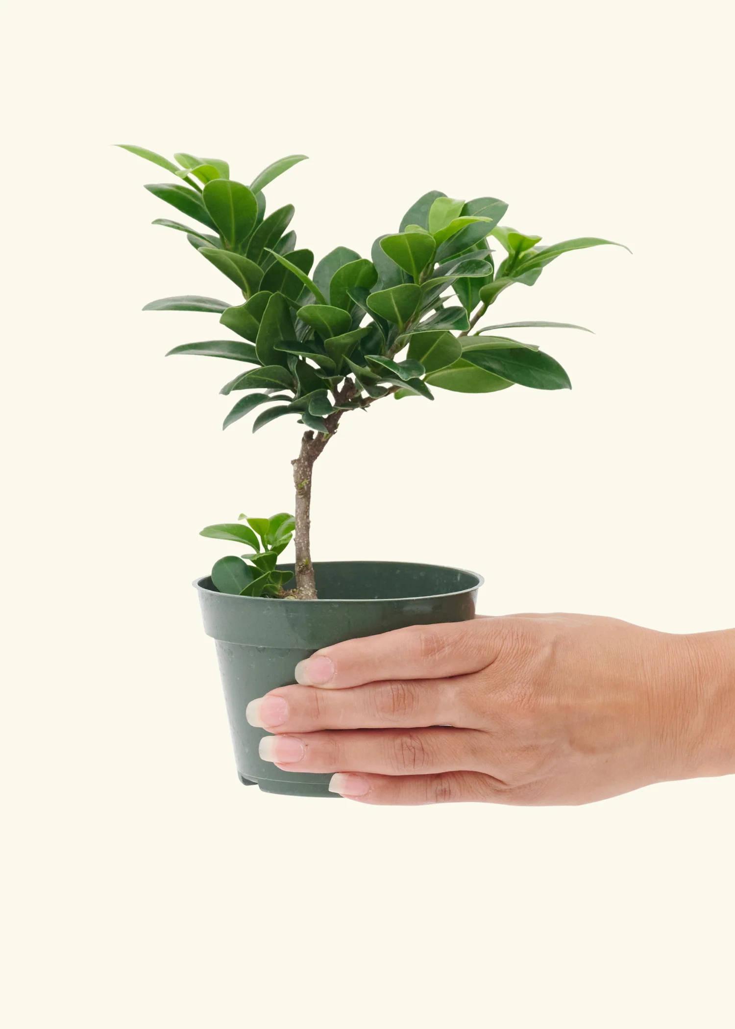 Ficus compacta - Image 4