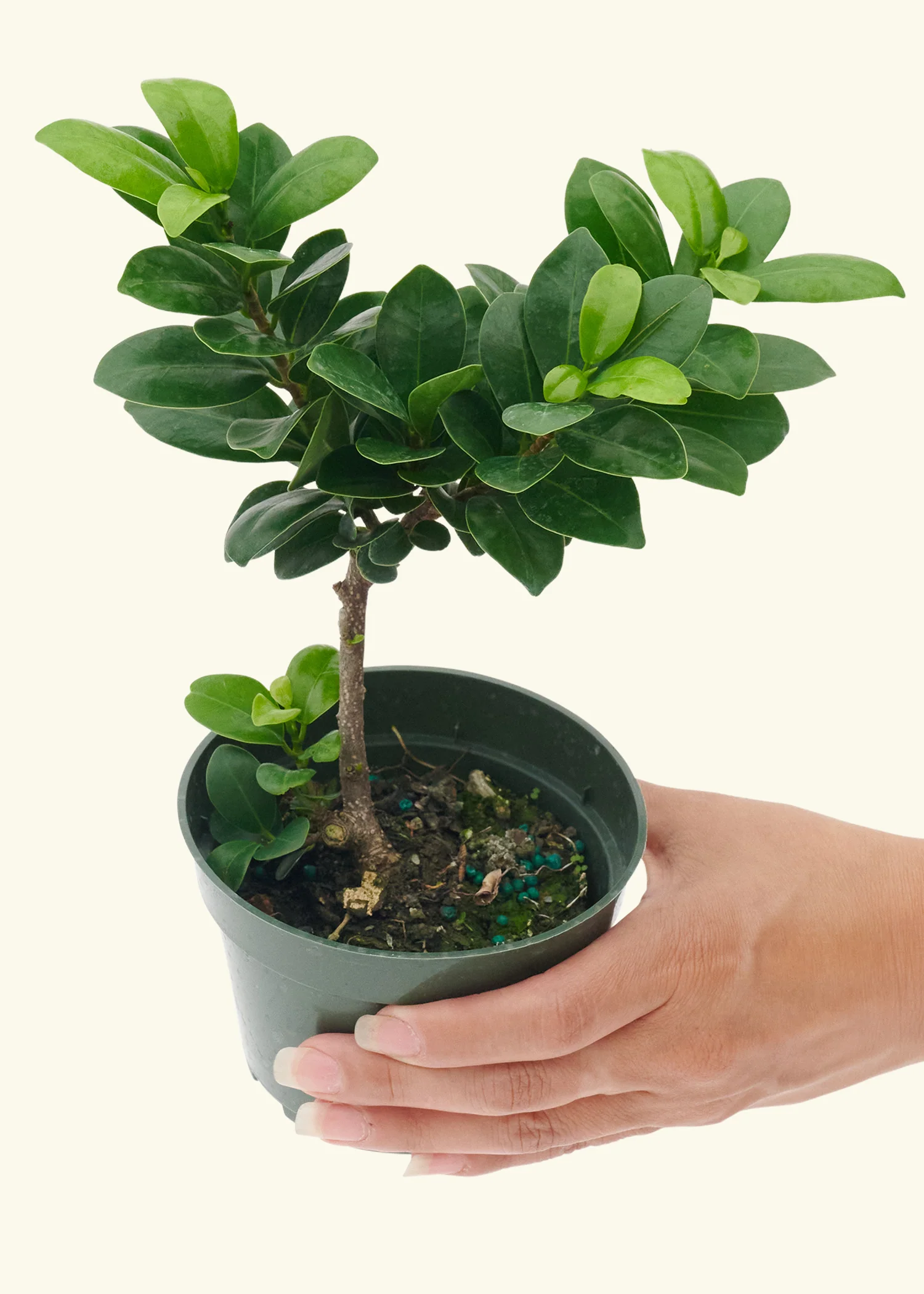 Ficus compacta - Image 5