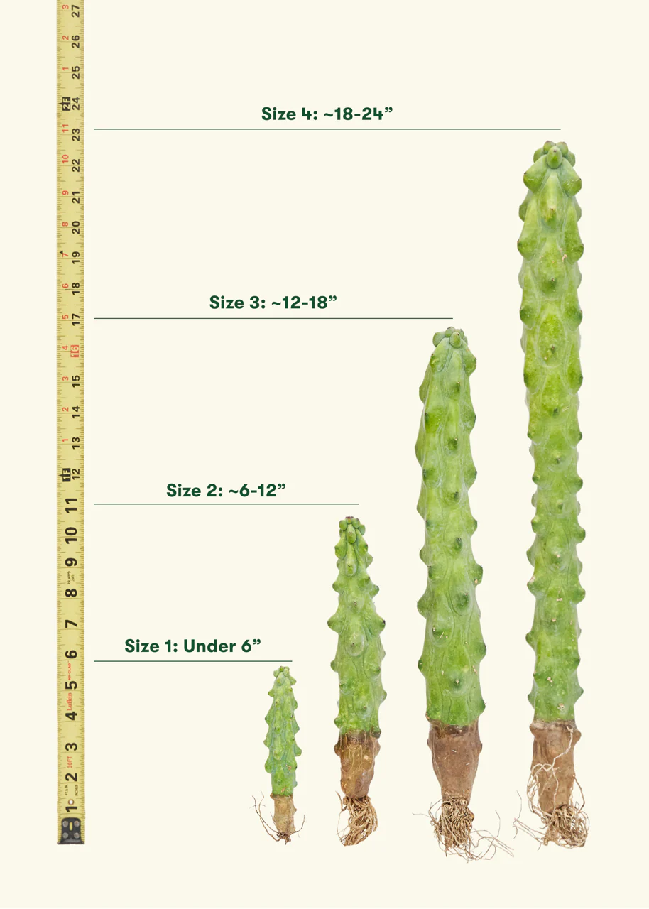 Boobie Cactus - Image 2