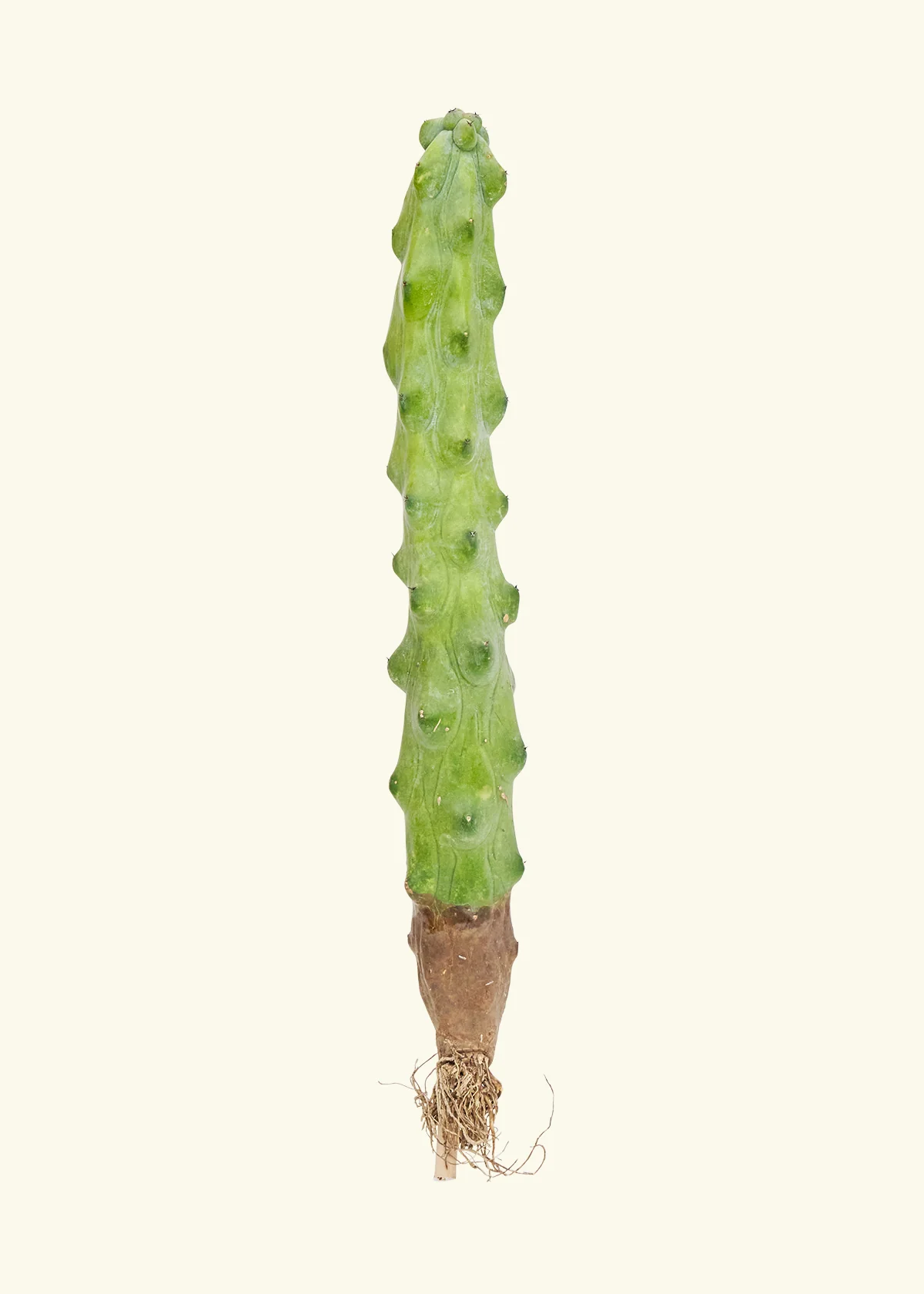 Boobie Cactus - Image 3