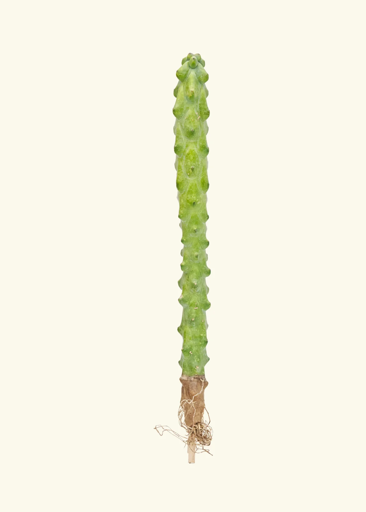 Boobie Cactus - Image 4