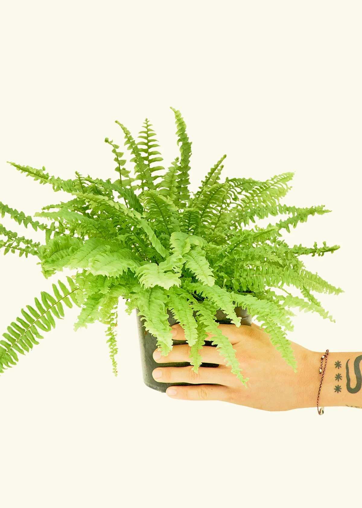 Boston Fern - Image 10
