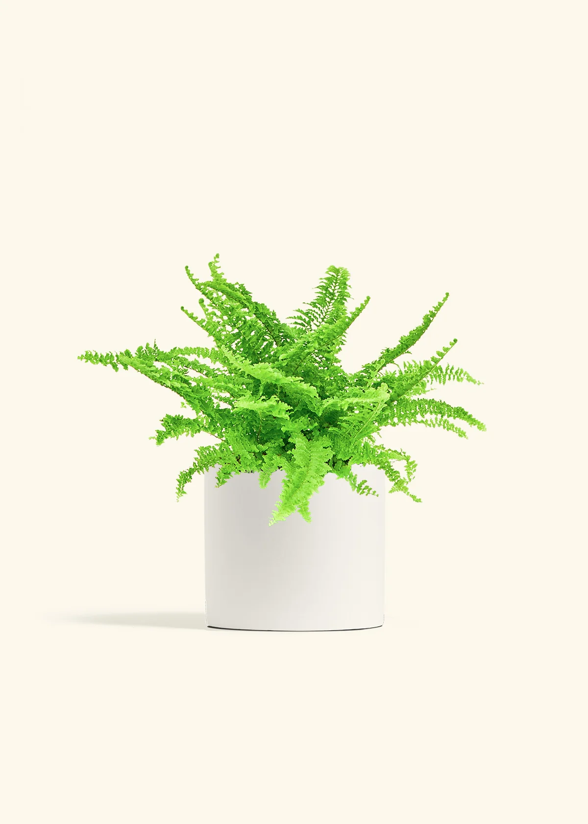 Boston Fern - Image 11