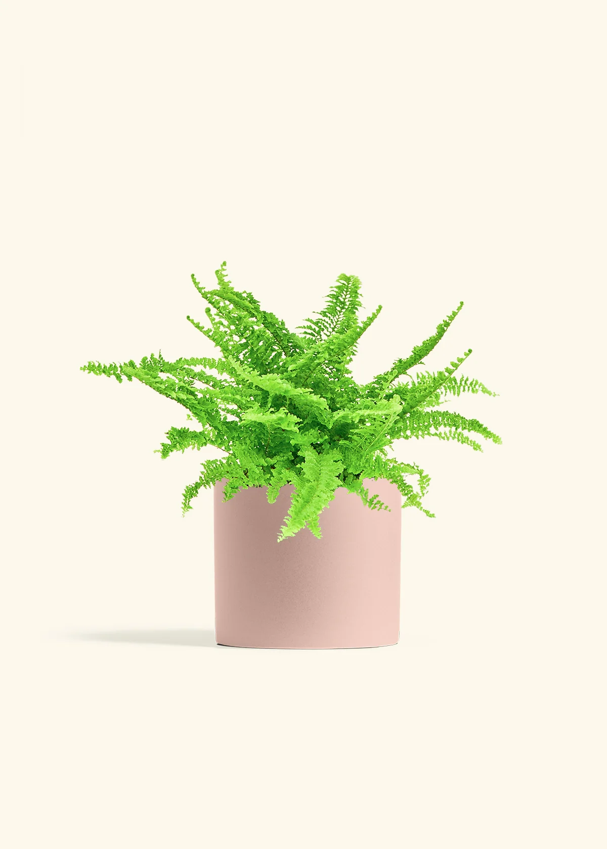 Boston Fern - Image 12