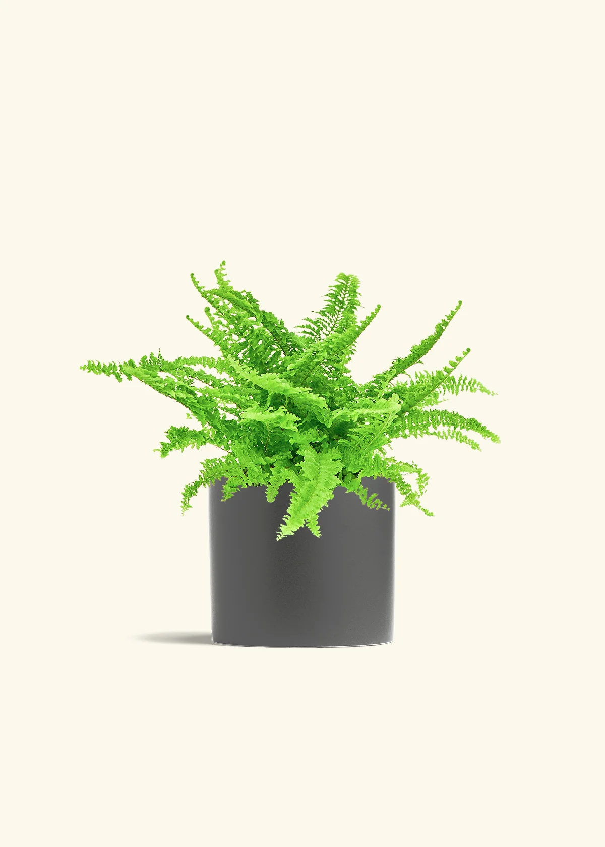 Boston Fern - Image 13