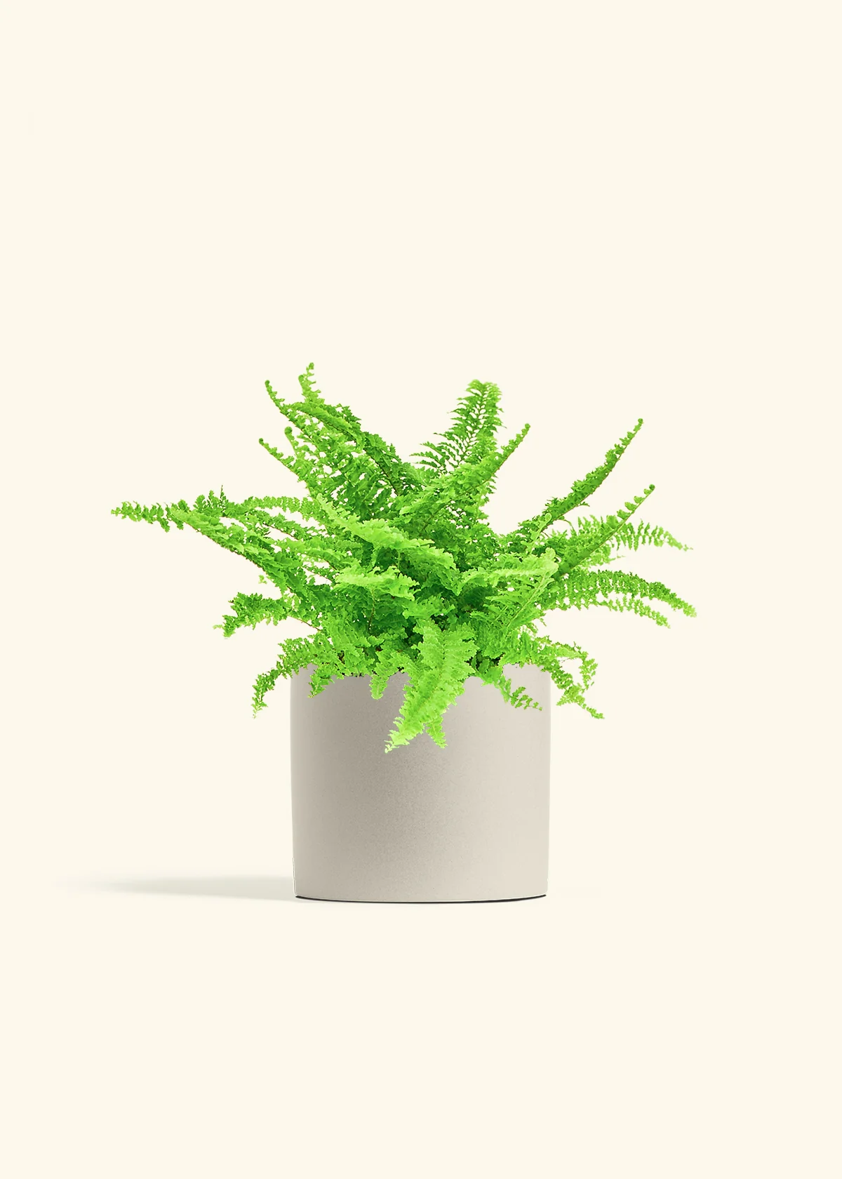 Boston Fern - Image 14