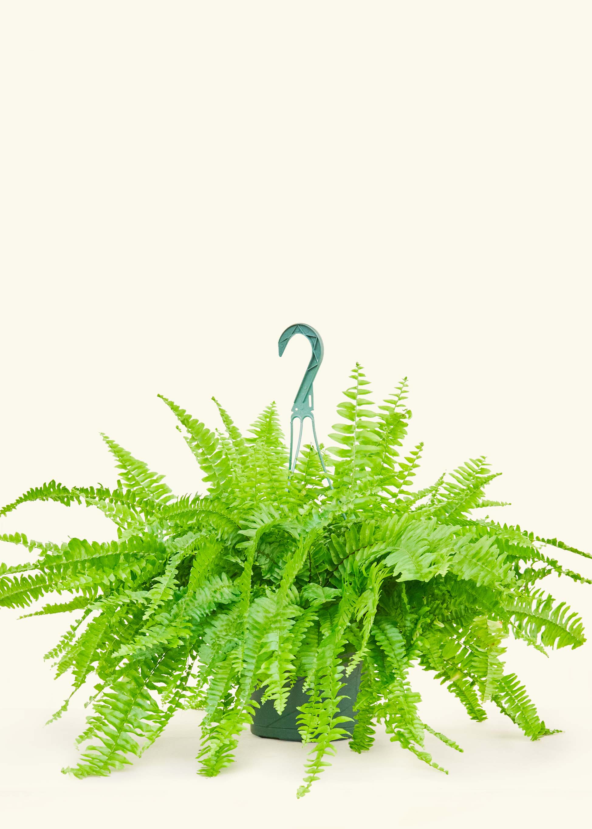Boston Fern - Image 15