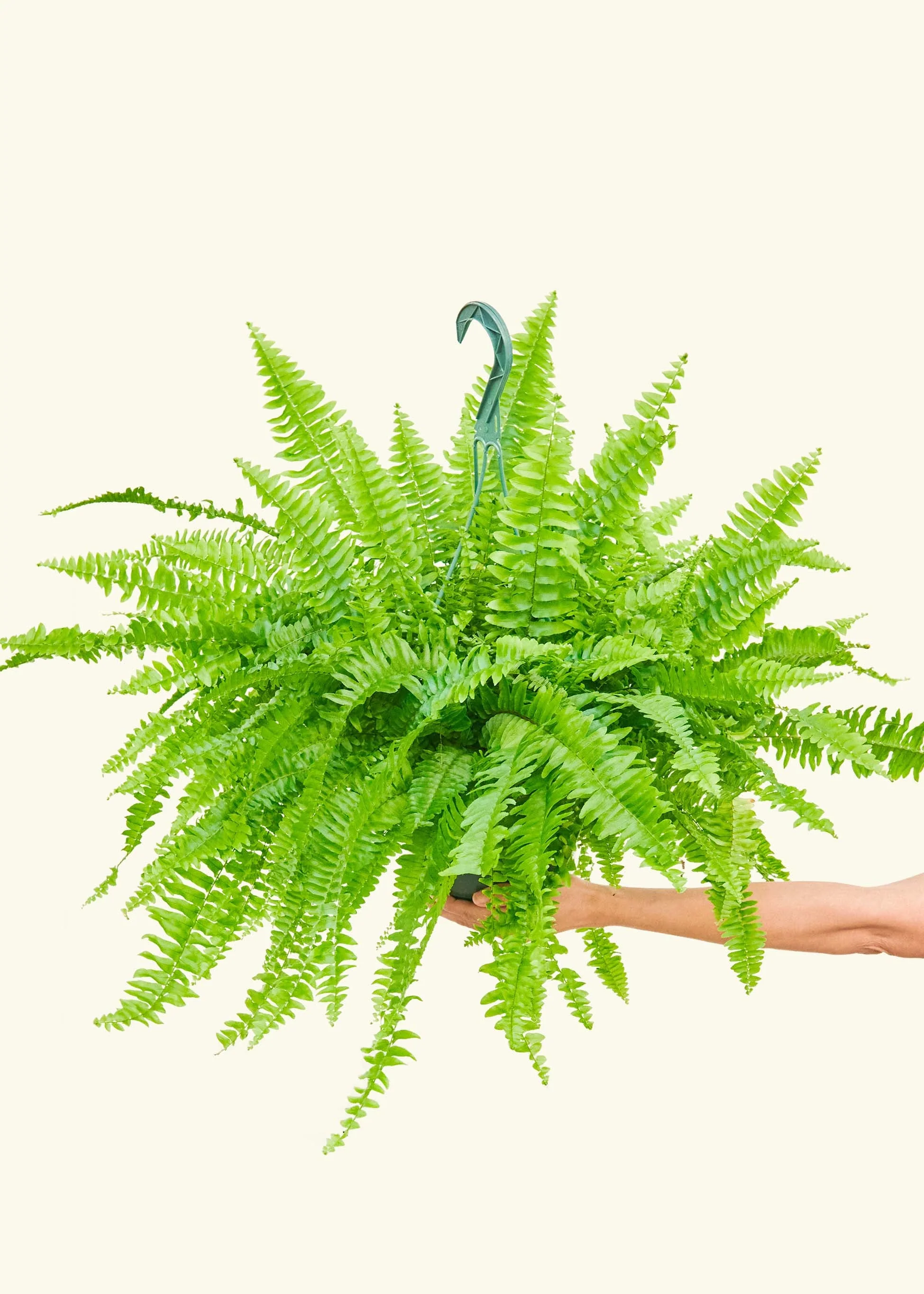 Boston Fern - Image 16