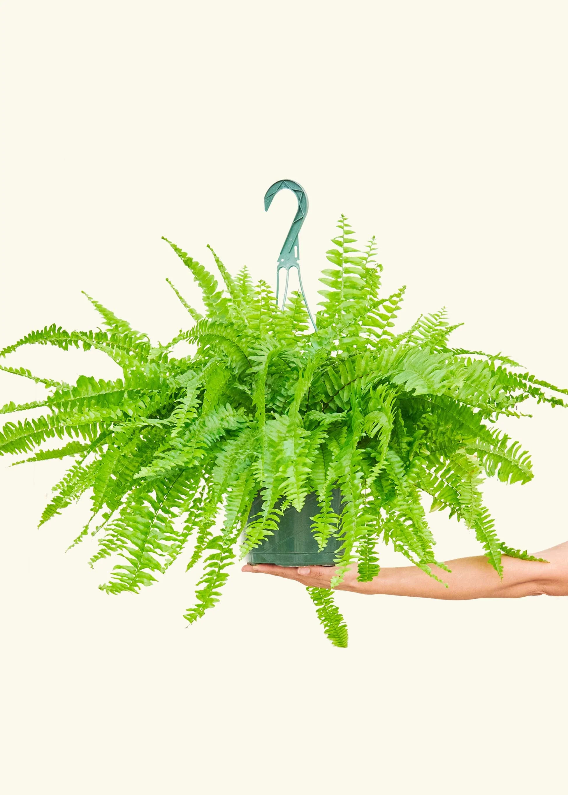 Boston Fern - Image 17
