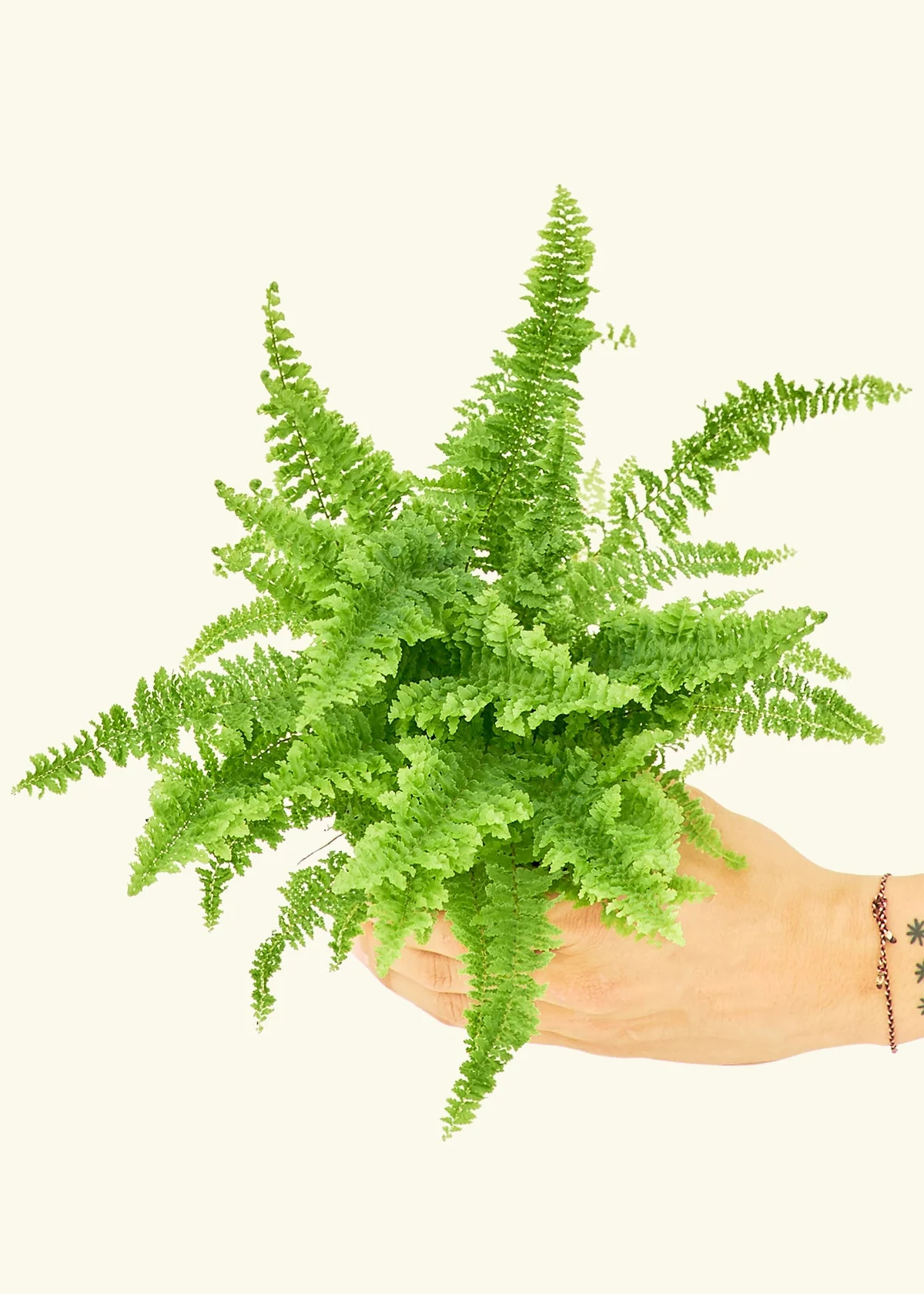 Boston Fern - Image 3