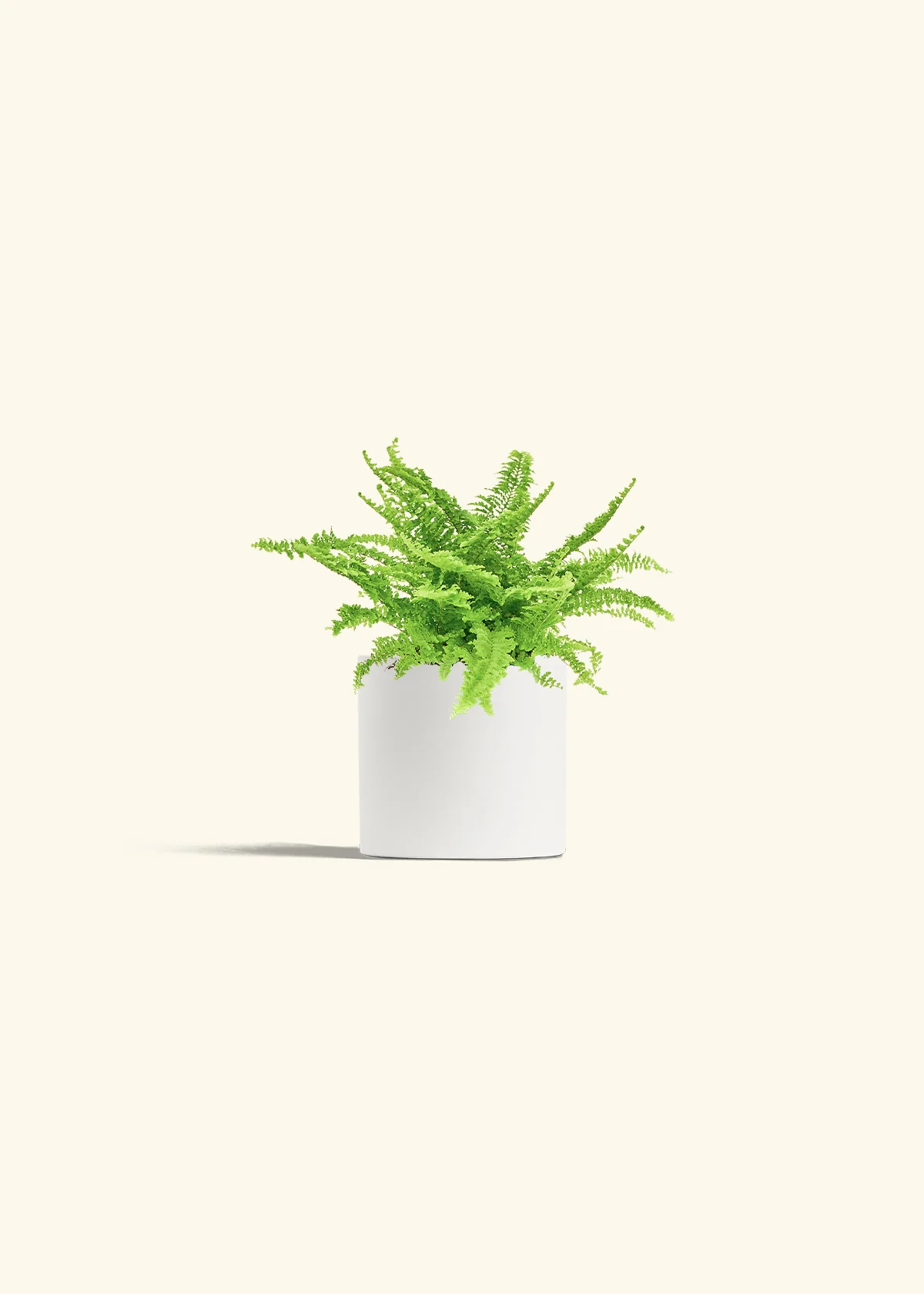 Boston Fern - Image 4