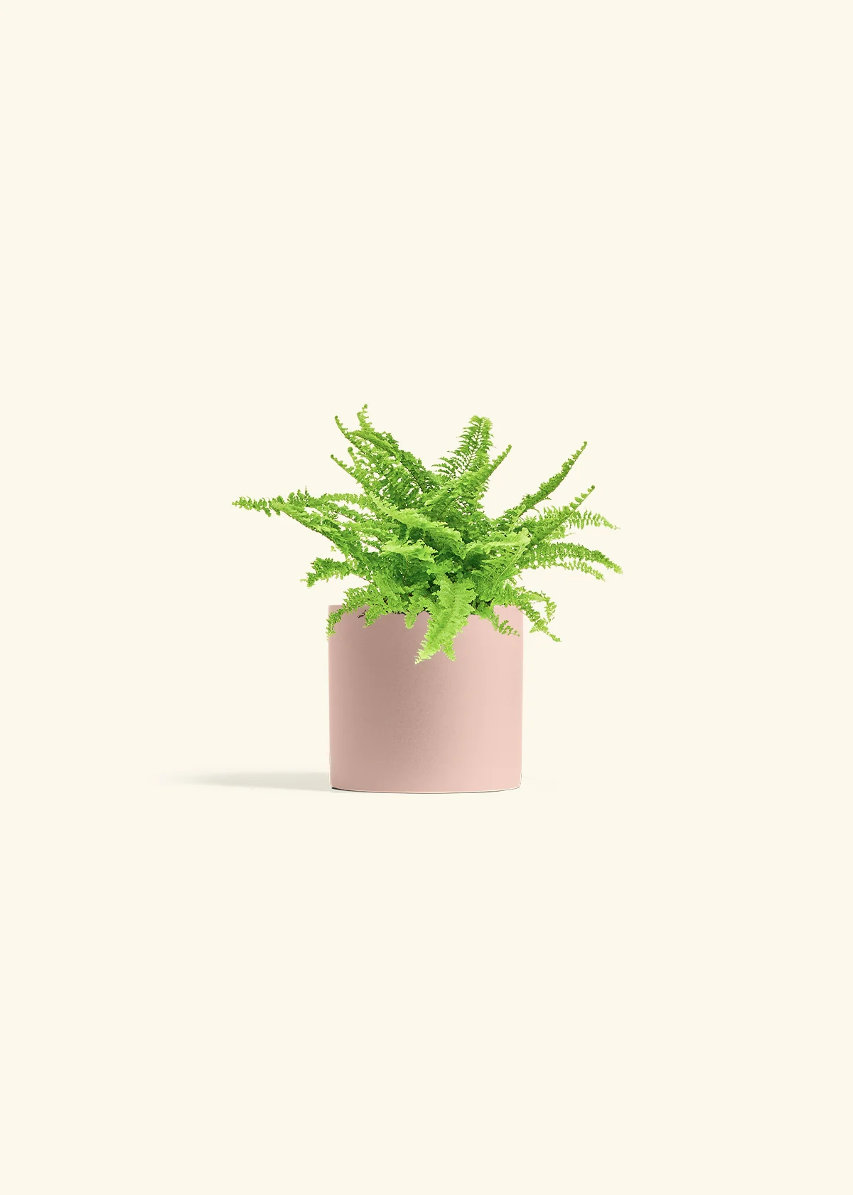 Boston Fern - Image 5