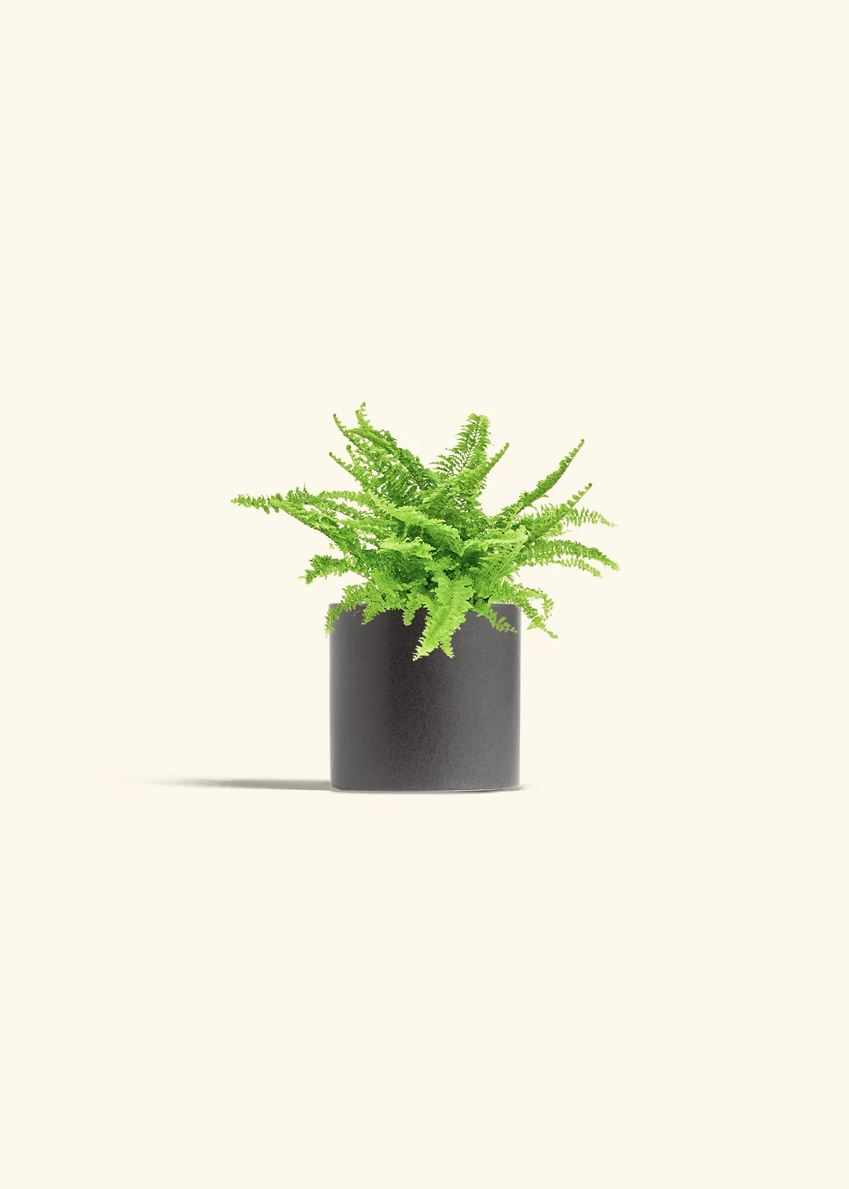 Boston Fern - Image 6
