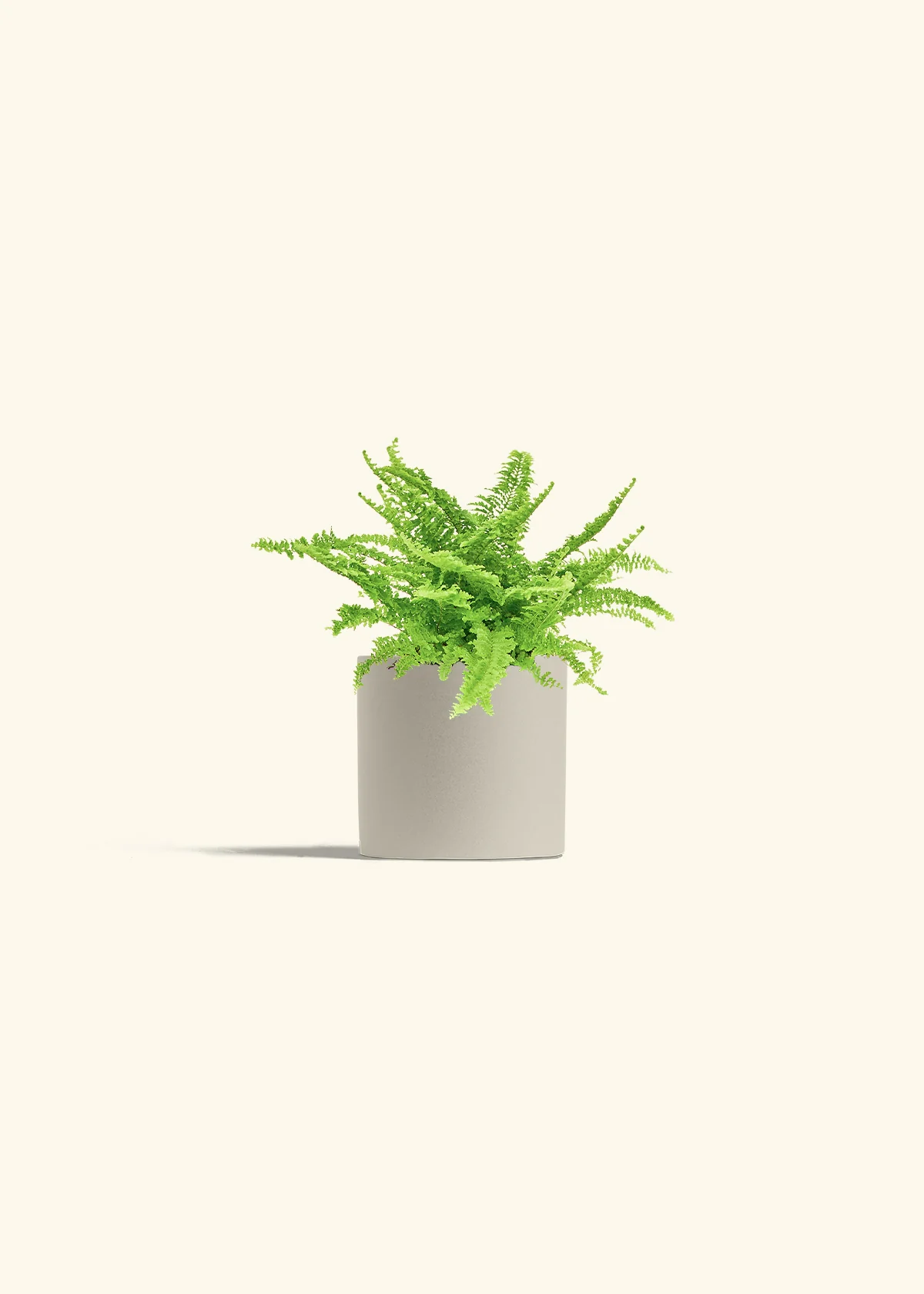 Boston Fern - Image 7