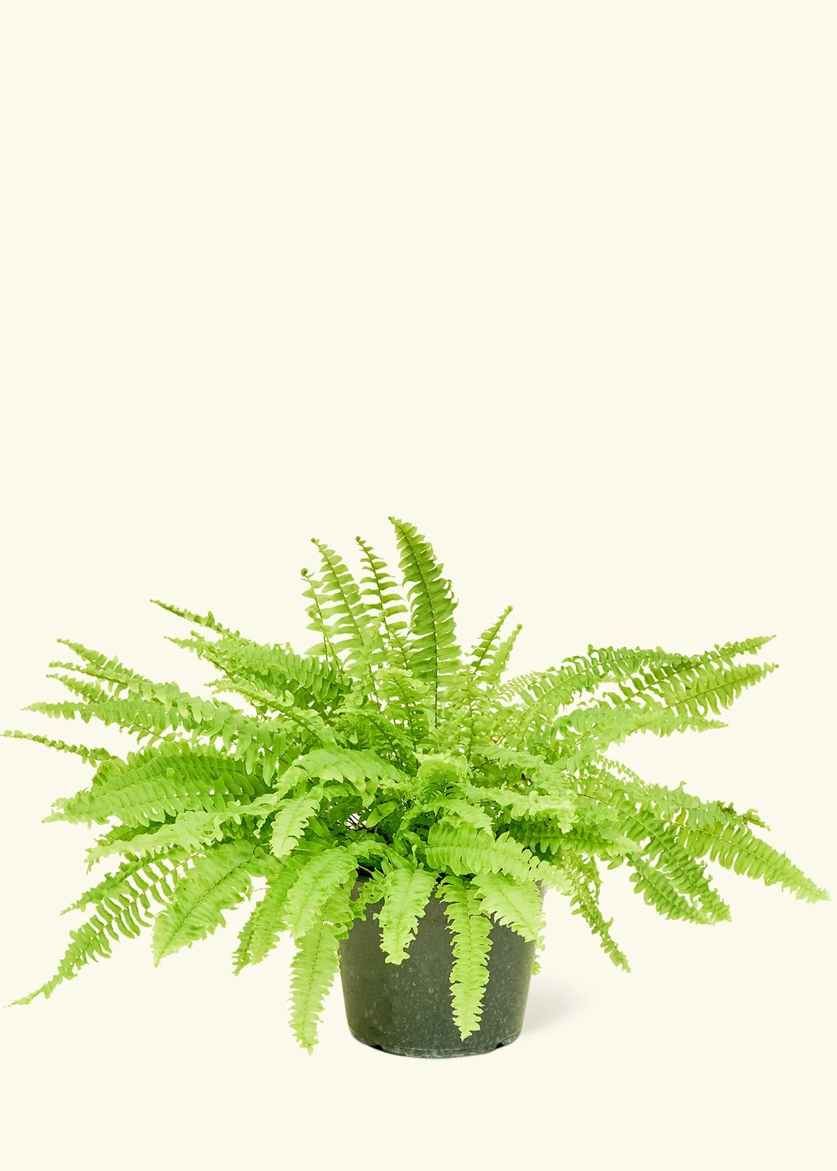 Boston Fern - Image 8