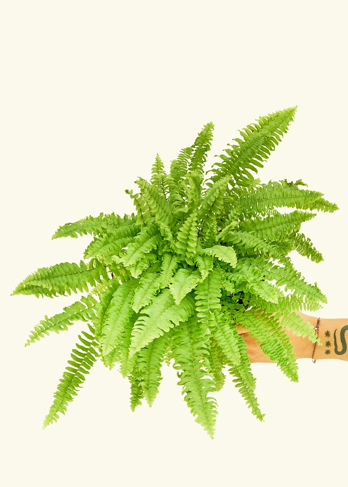 Boston Fern - Image 9