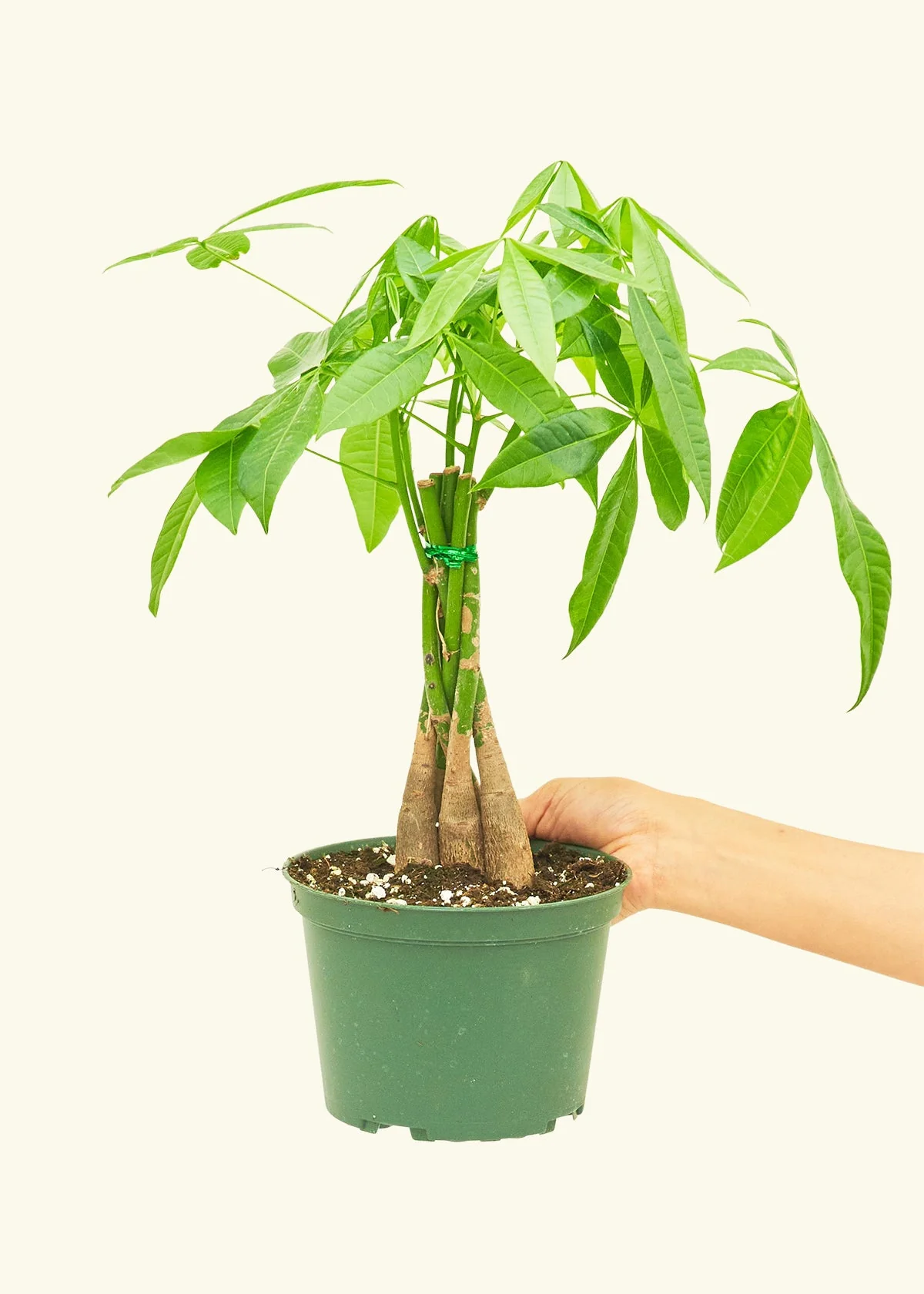 Braided Money Tree - Image 10