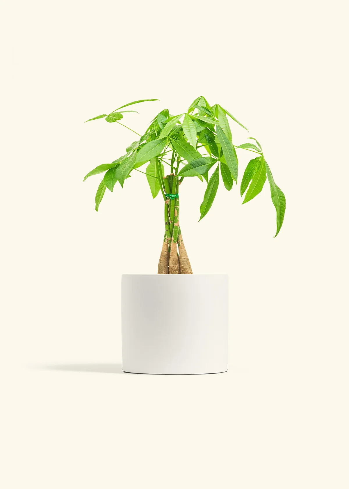 Braided Money Tree - Image 11