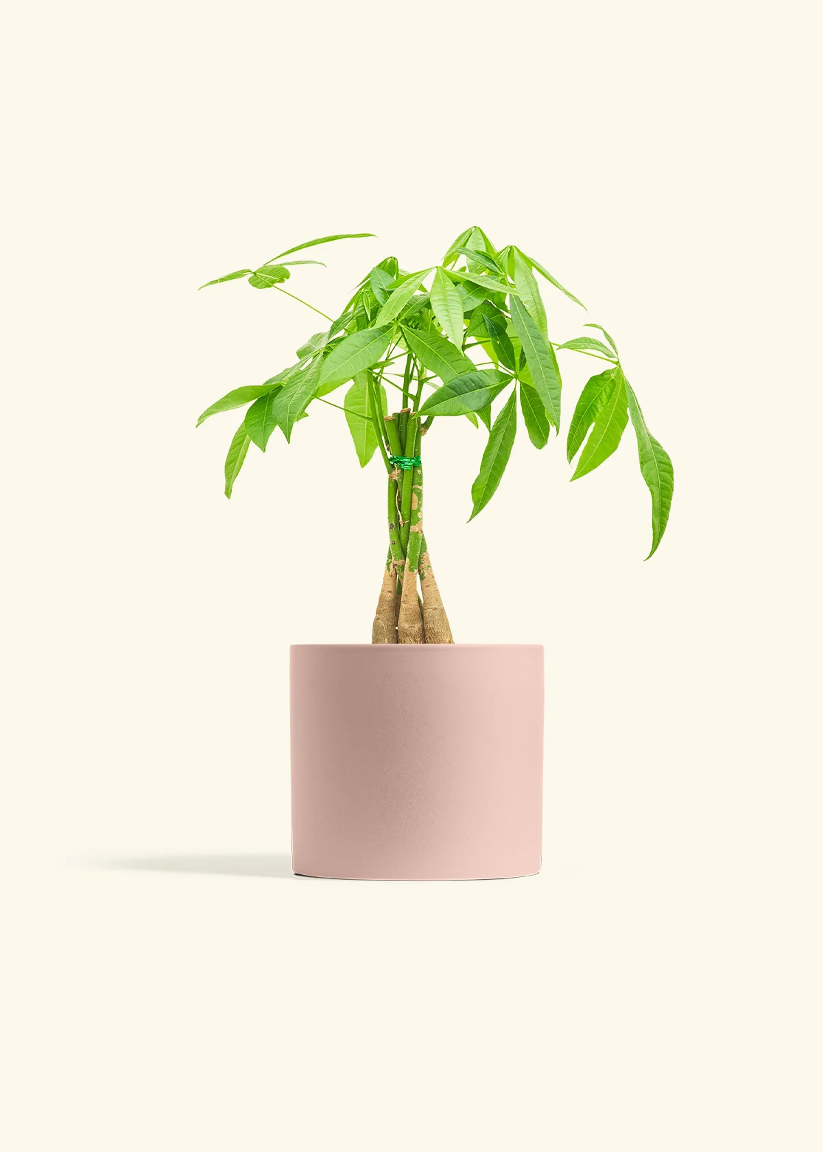 Braided Money Tree - Image 12