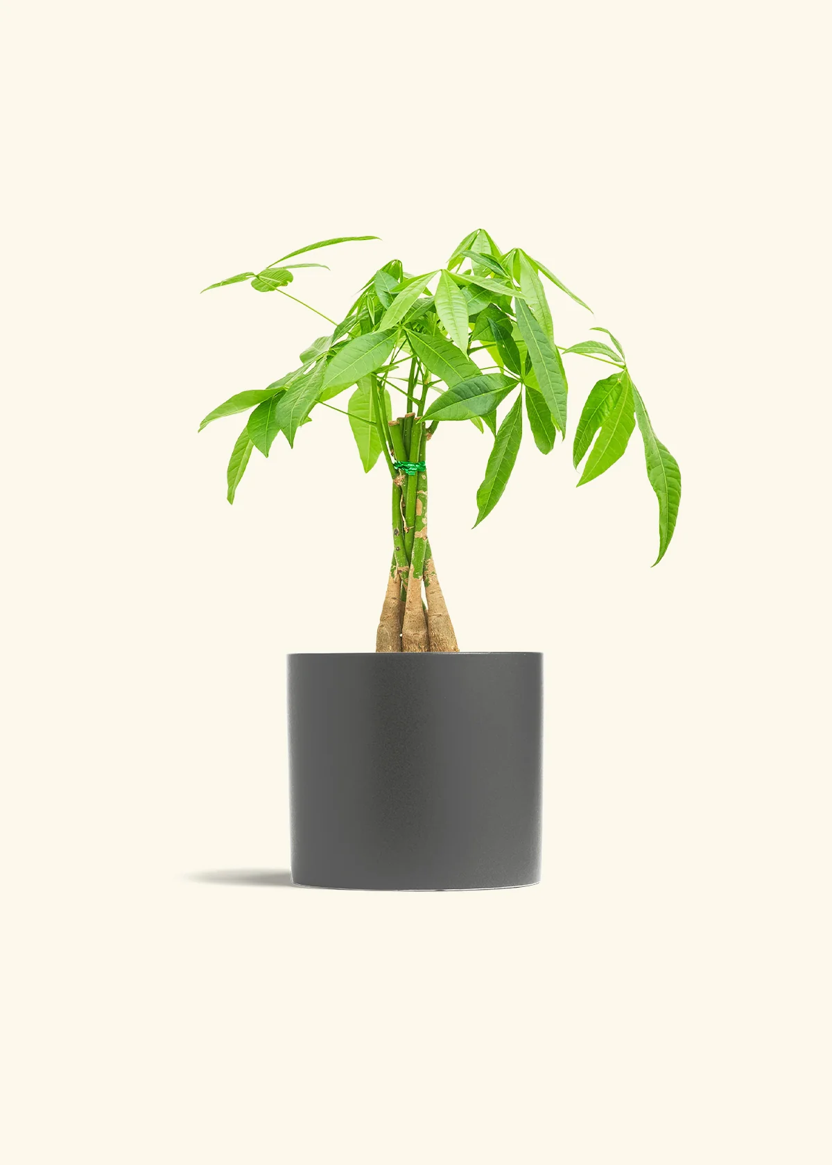 Braided Money Tree - Image 13