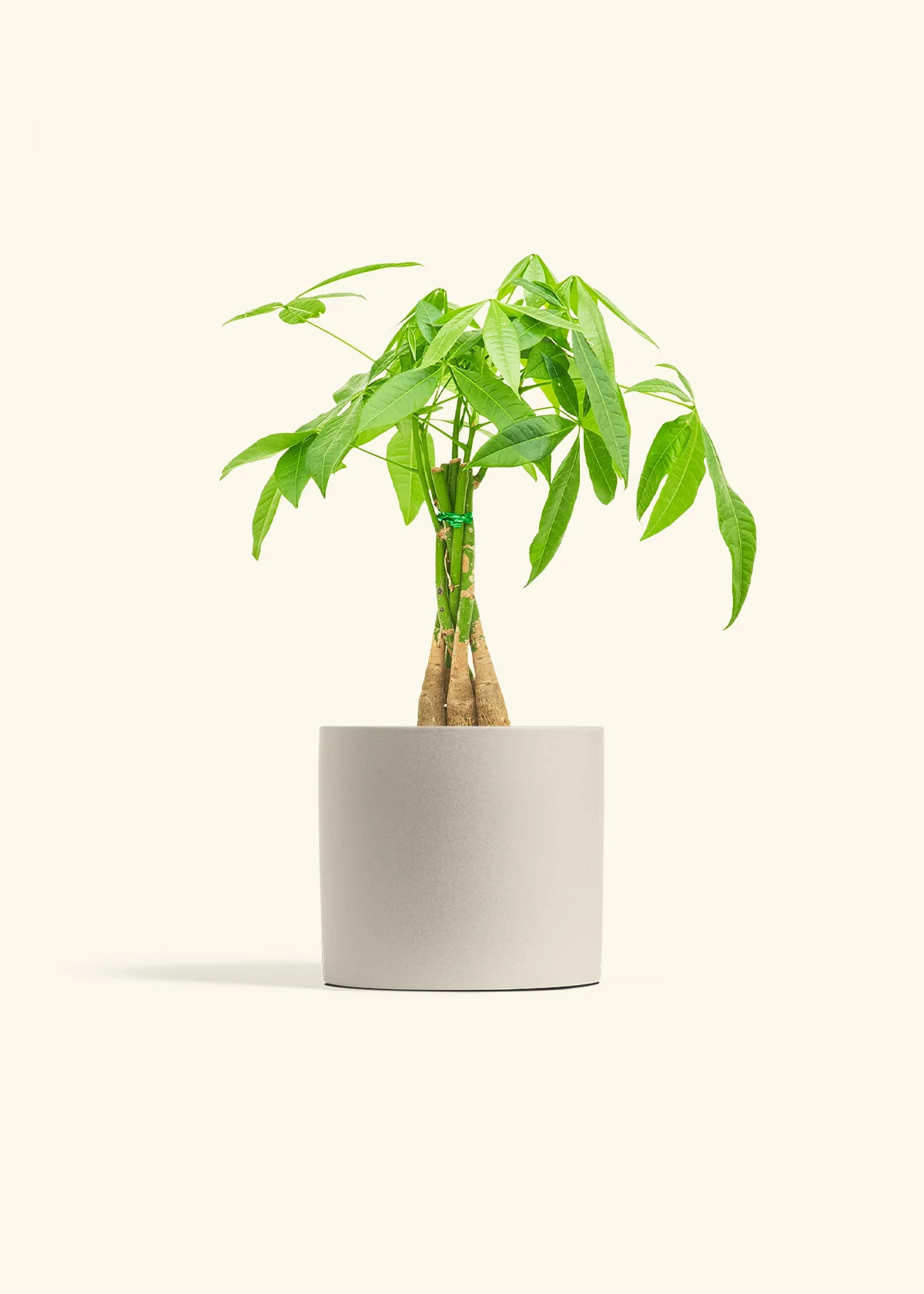 Braided Money Tree - Image 14