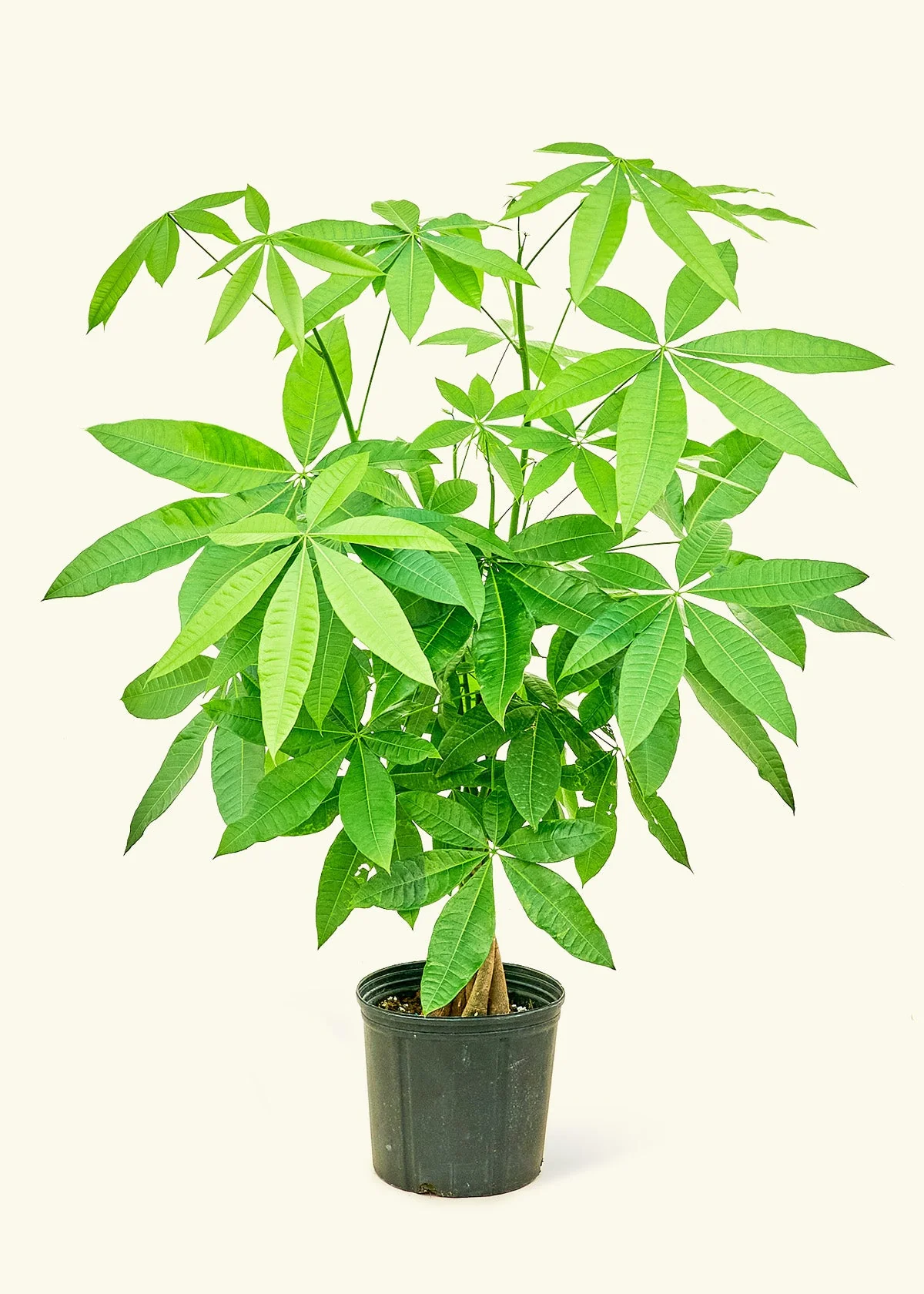 Braided Money Tree - Image 15