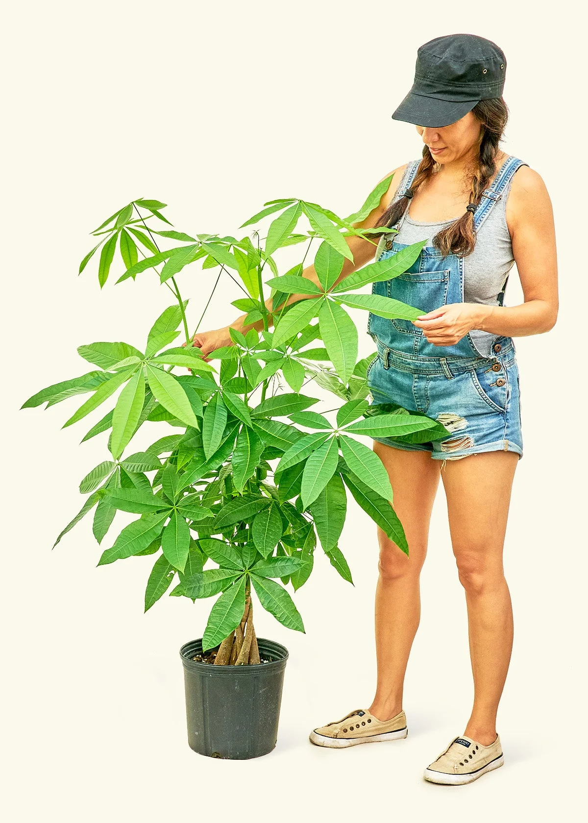 Braided Money Tree - Image 16