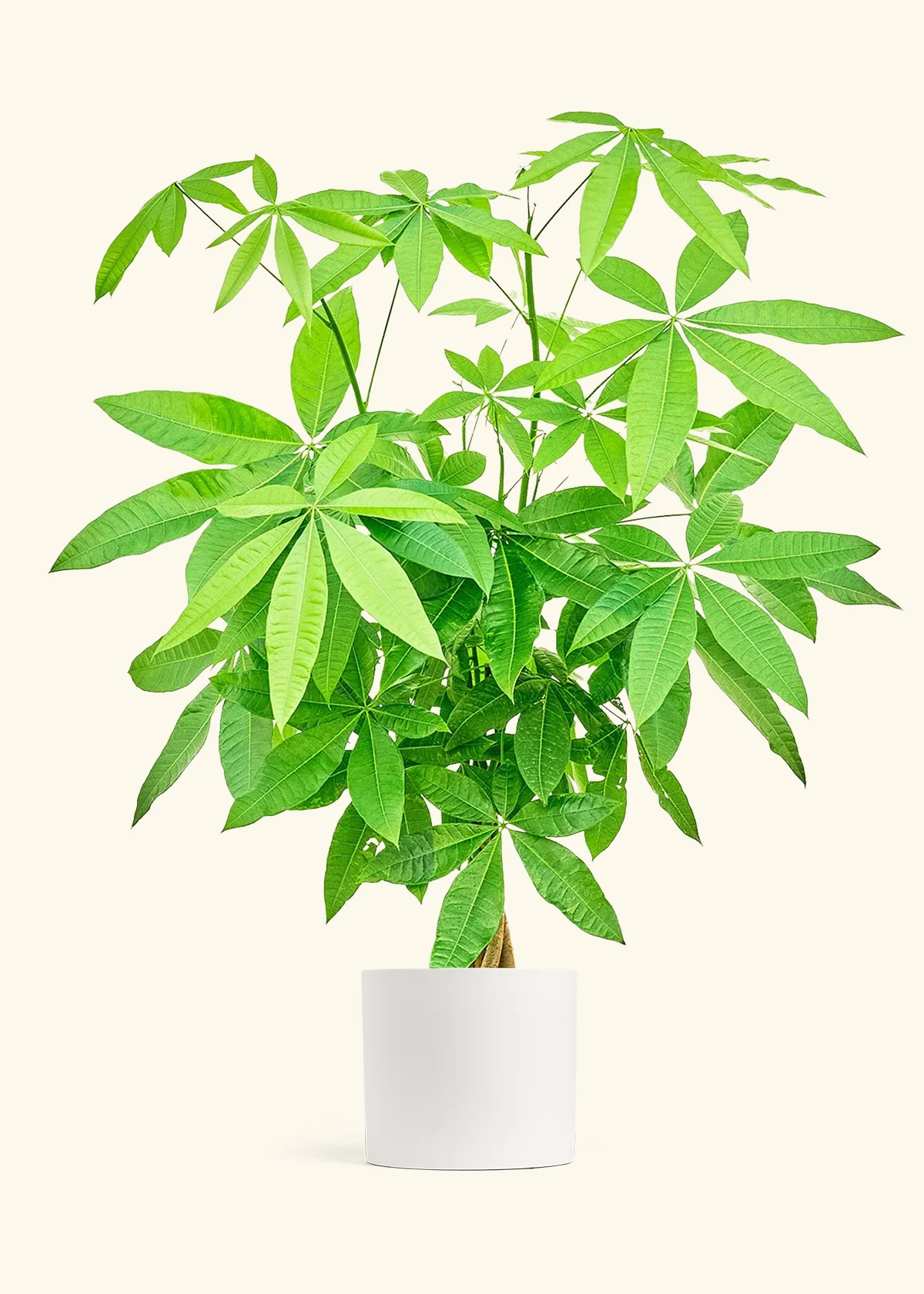 Braided Money Tree - Image 17