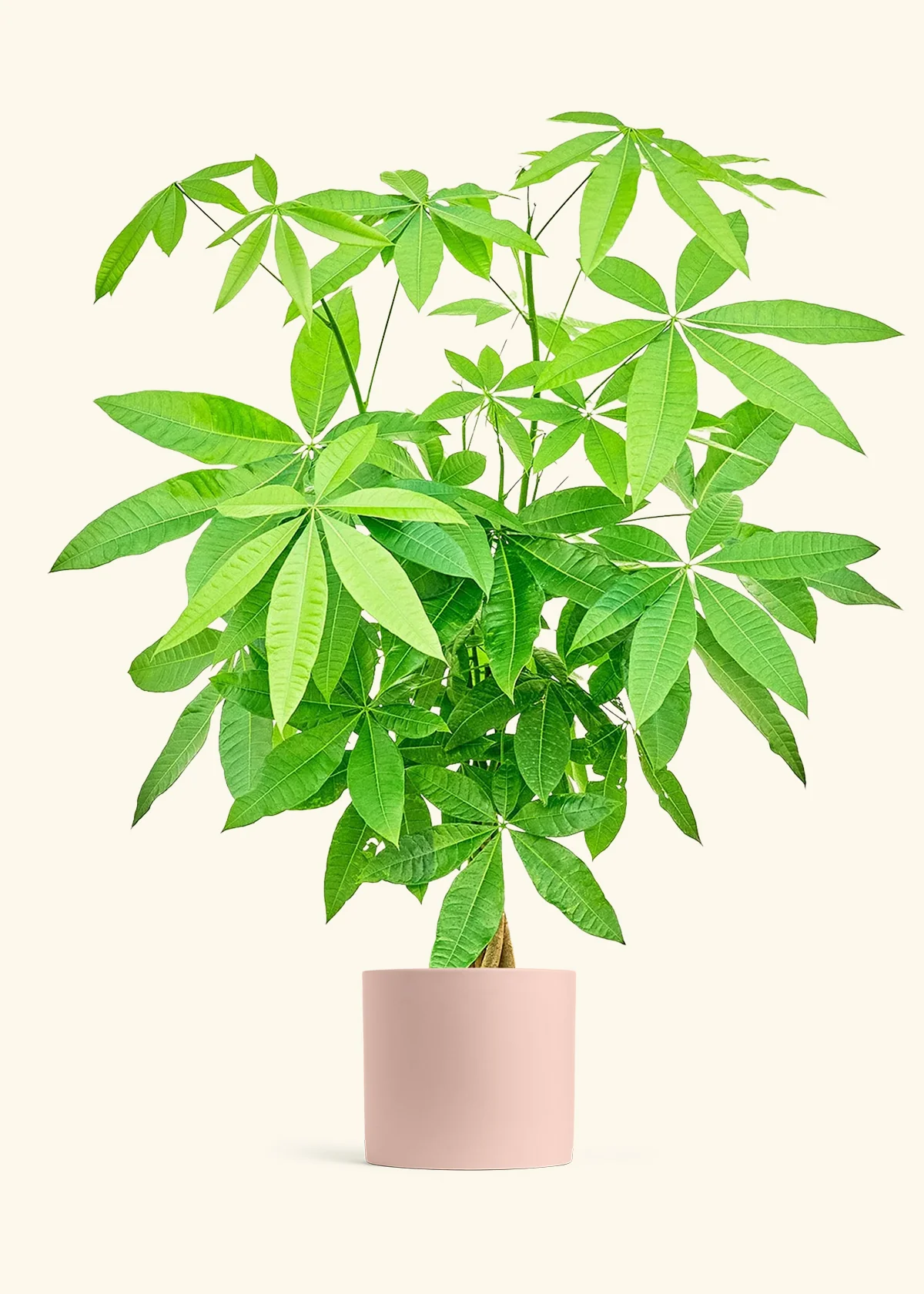 Braided Money Tree - Image 18