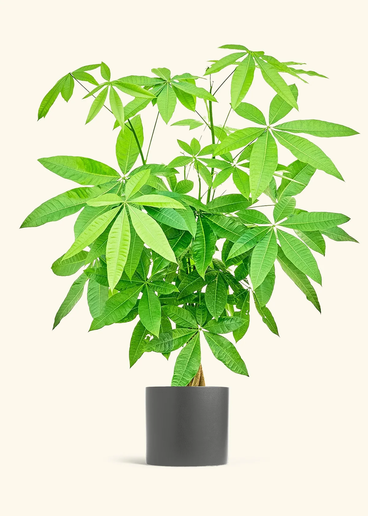 Braided Money Tree - Image 19