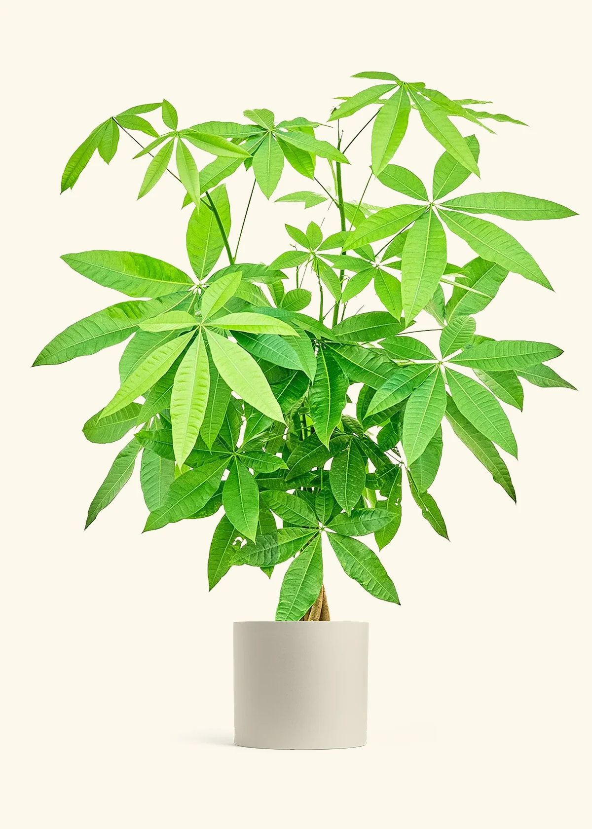Braided Money Tree - Image 20
