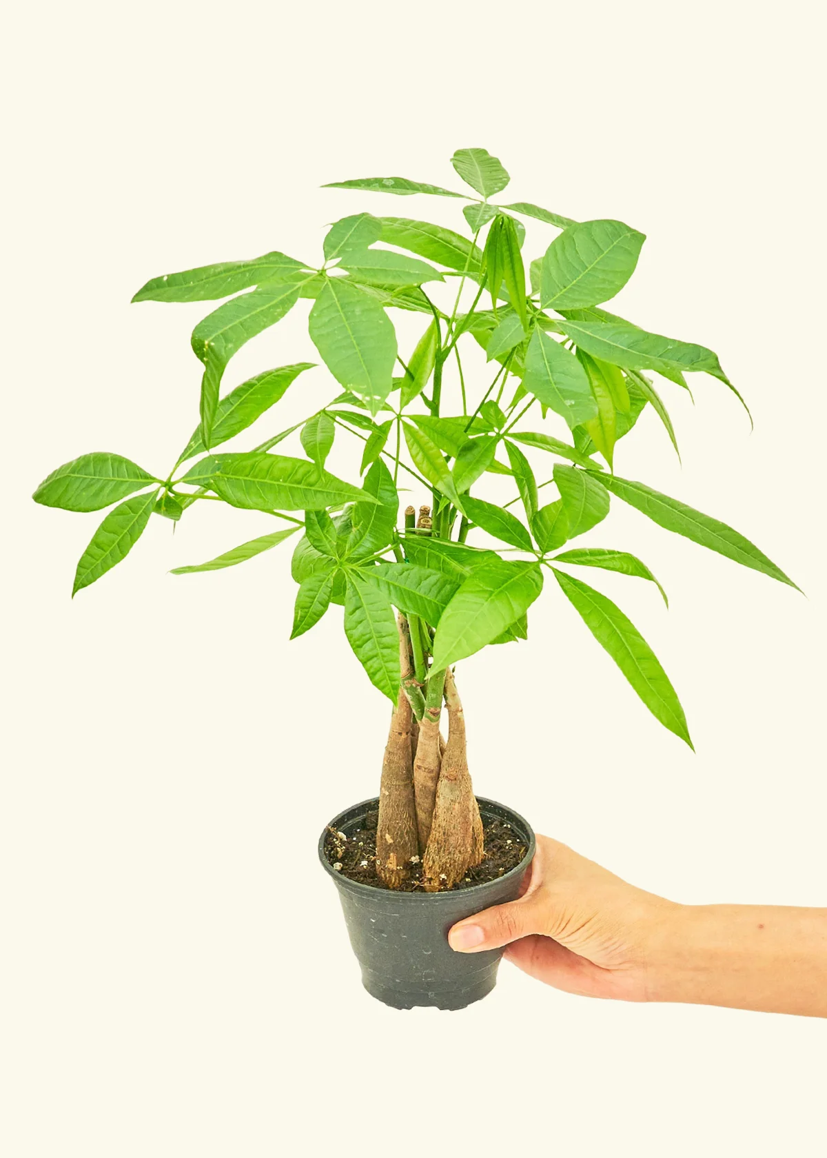 Braided Money Tree - Image 3