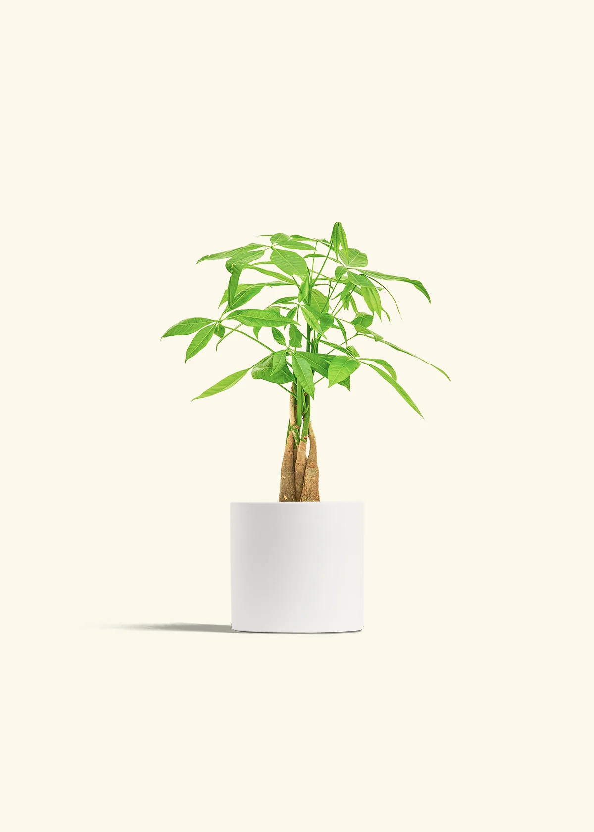 Braided Money Tree - Image 4