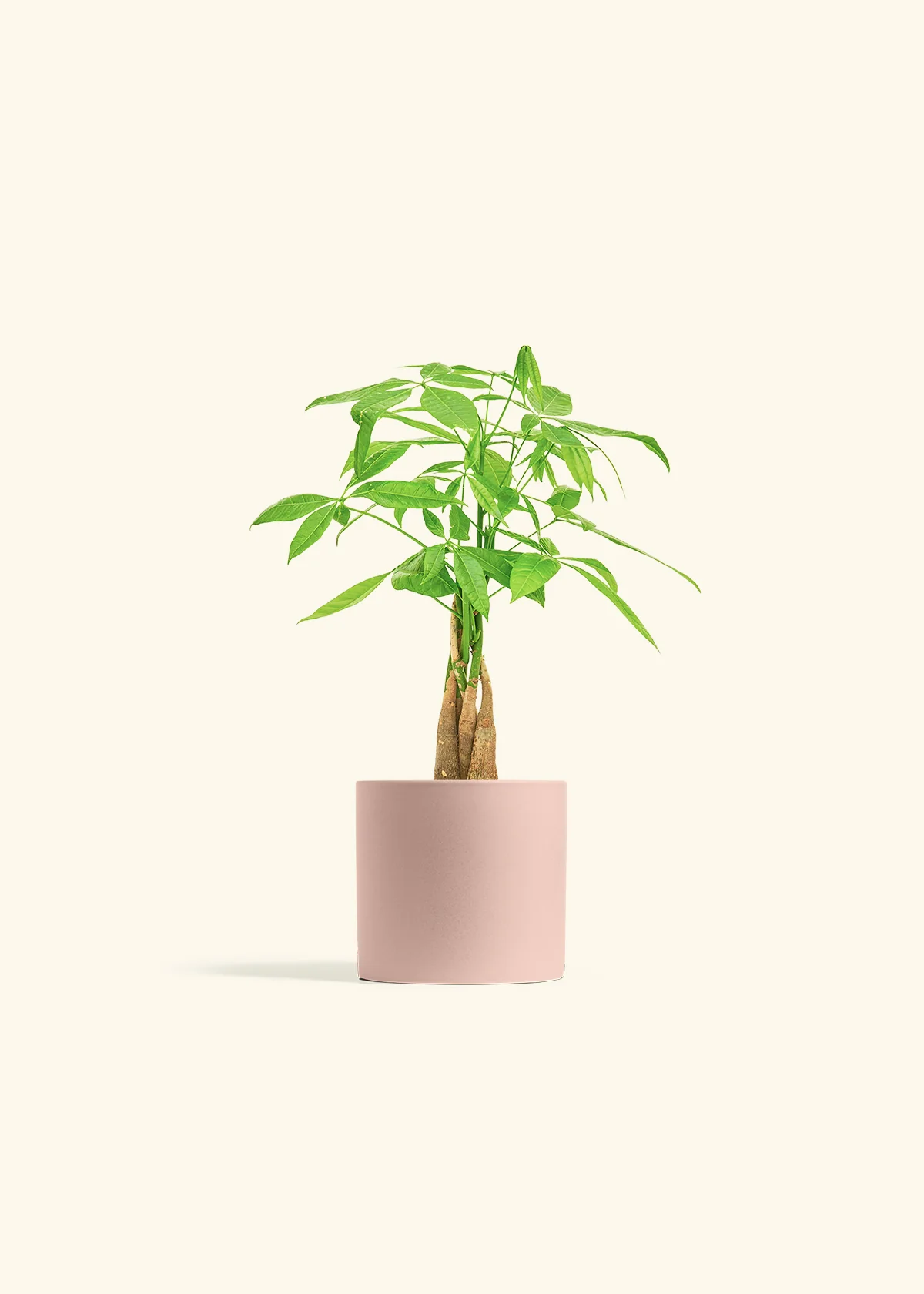 Braided Money Tree - Image 5