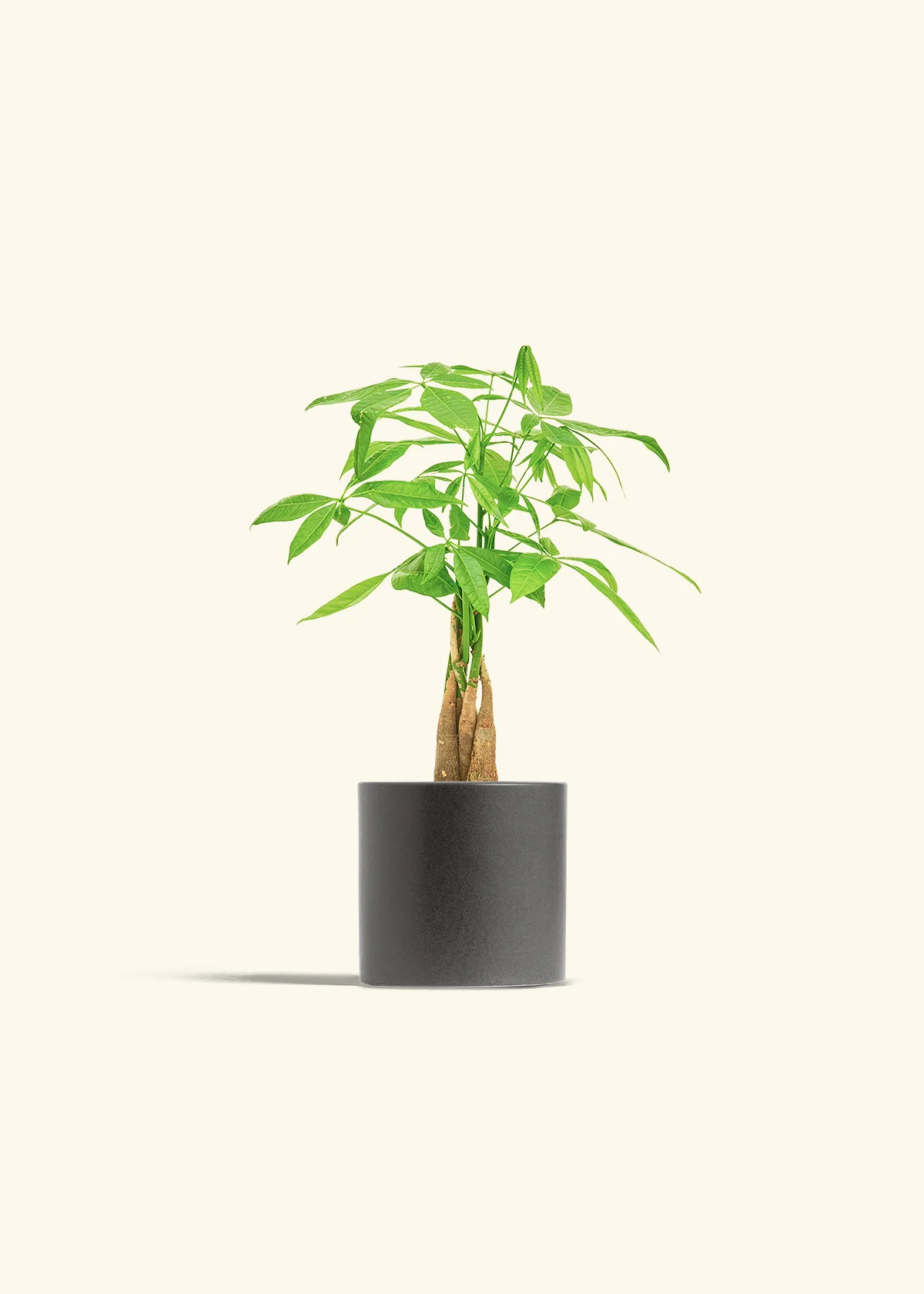 Braided Money Tree - Image 6