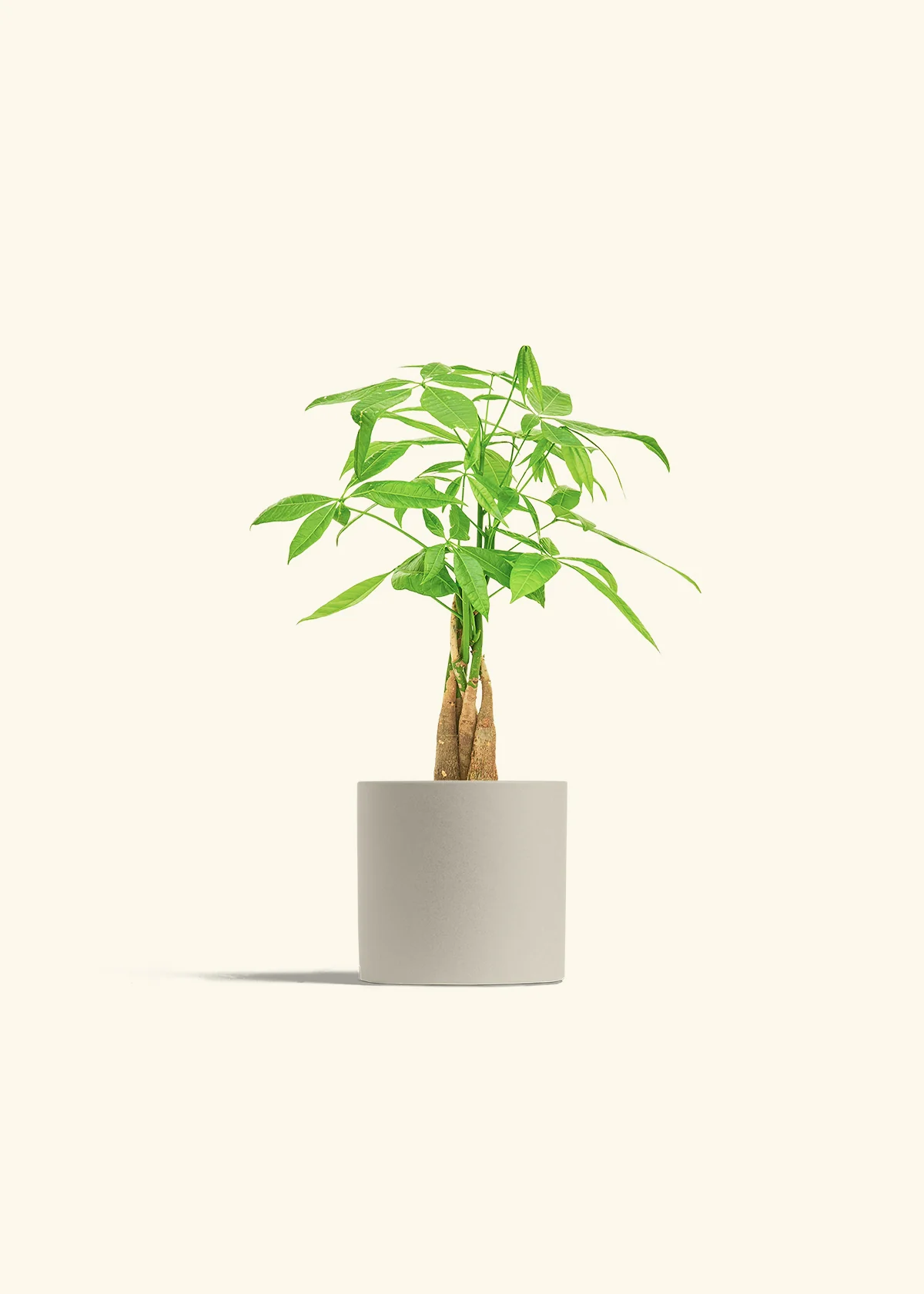 Braided Money Tree - Image 7
