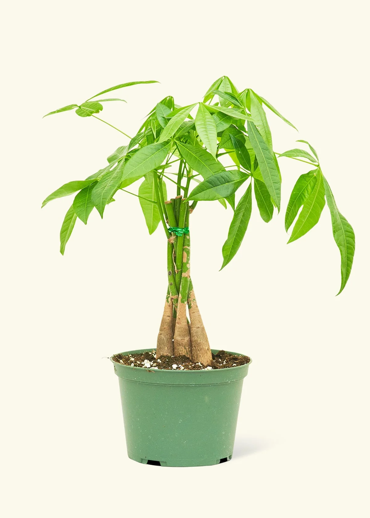 Braided Money Tree - Image 8