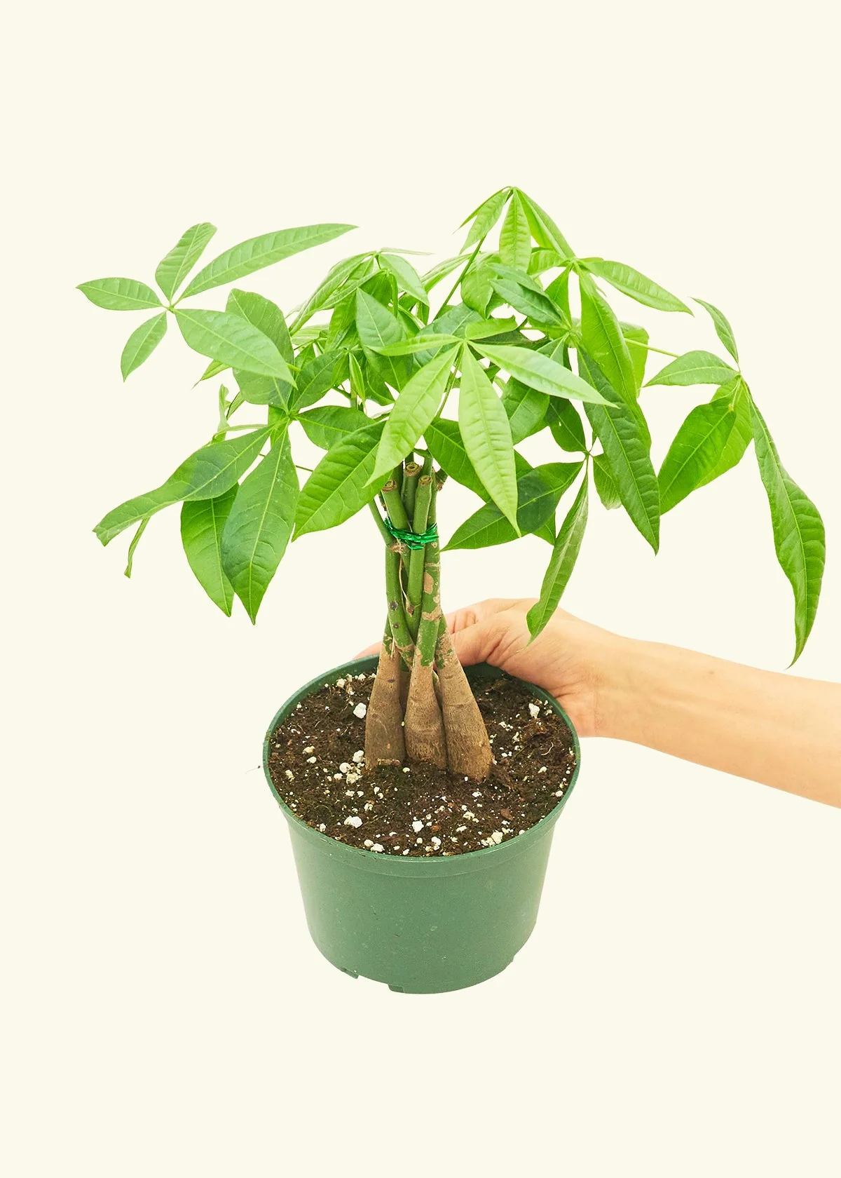 Braided Money Tree - Image 9
