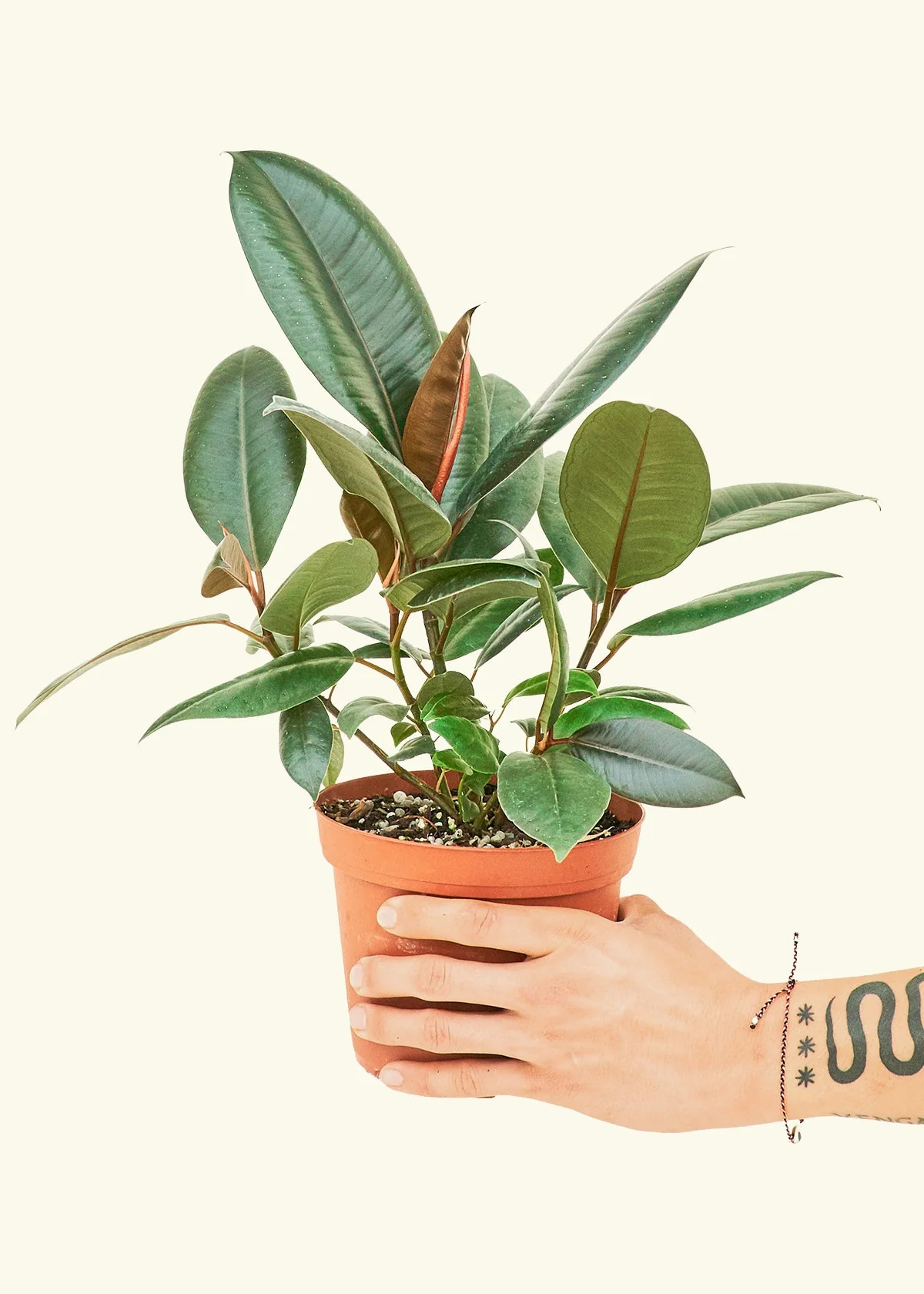 Burgundy Rubber Plant - Image 10