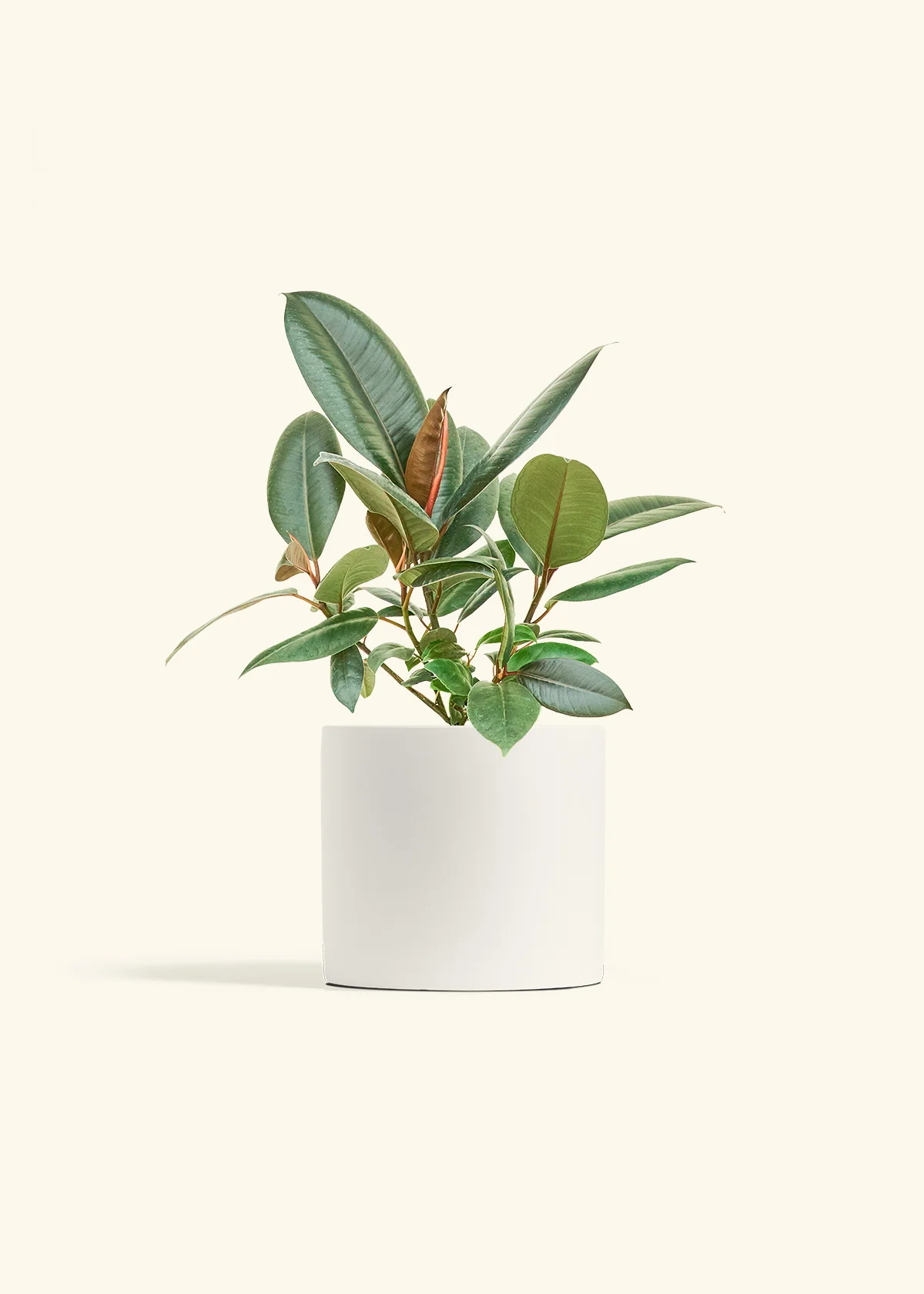 Burgundy Rubber Plant - Image 11