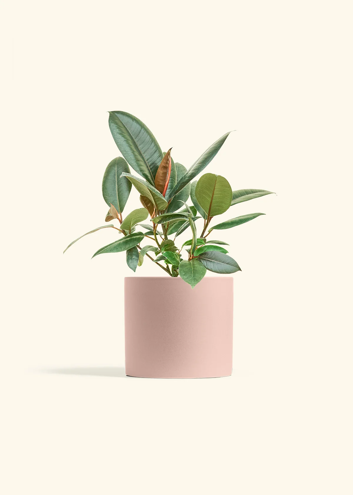 Burgundy Rubber Plant - Image 12