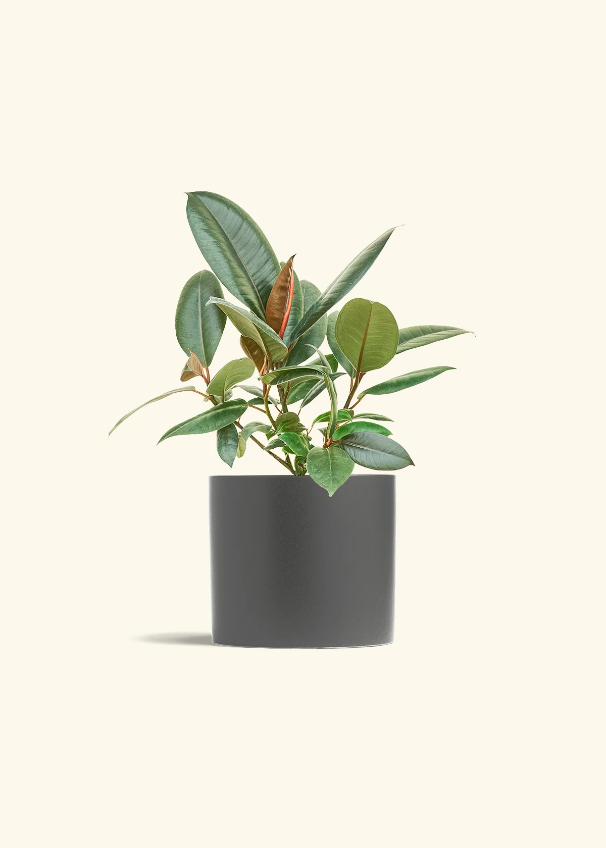 Burgundy Rubber Plant - Image 13
