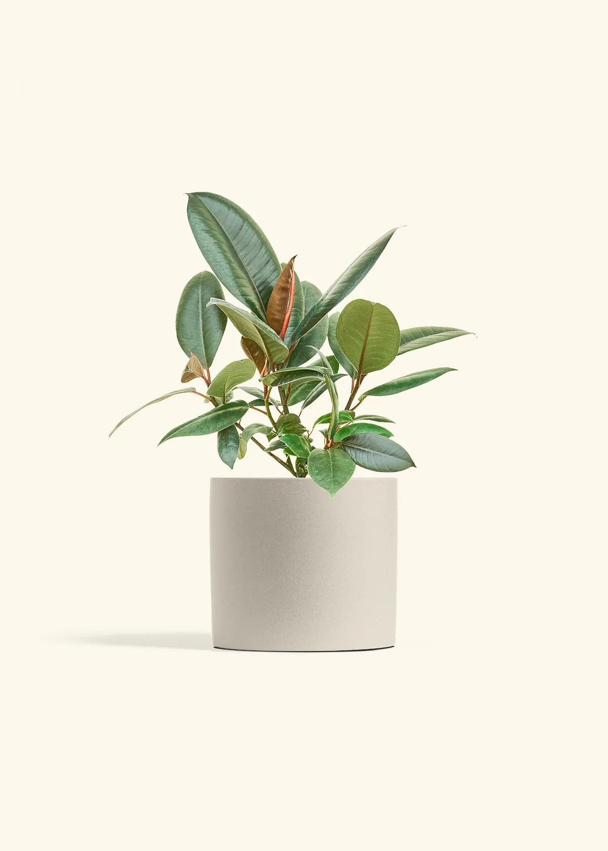 Burgundy Rubber Plant - Image 14