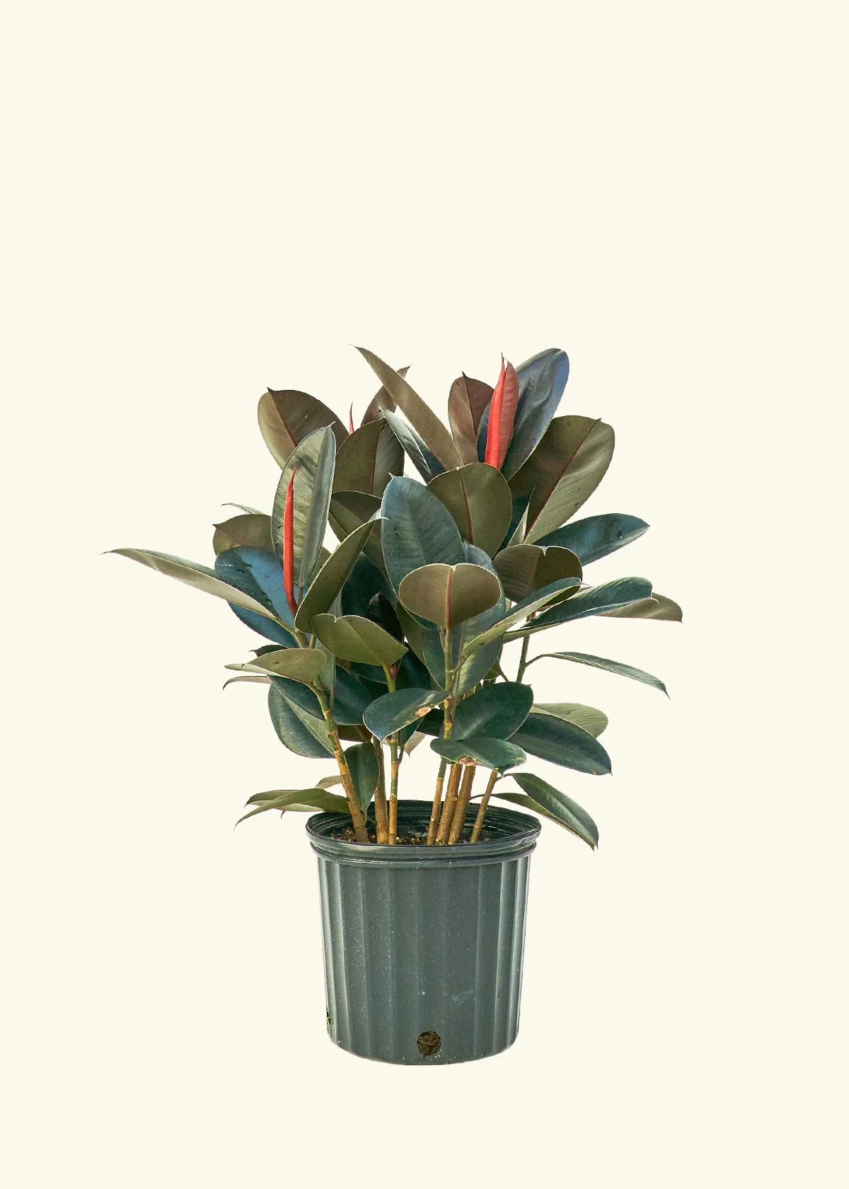 Burgundy Rubber Plant - Image 15