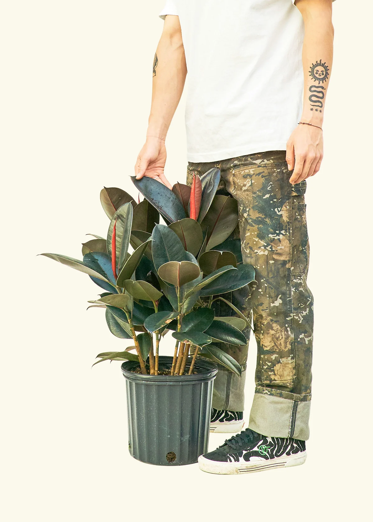 Burgundy Rubber Plant - Image 16